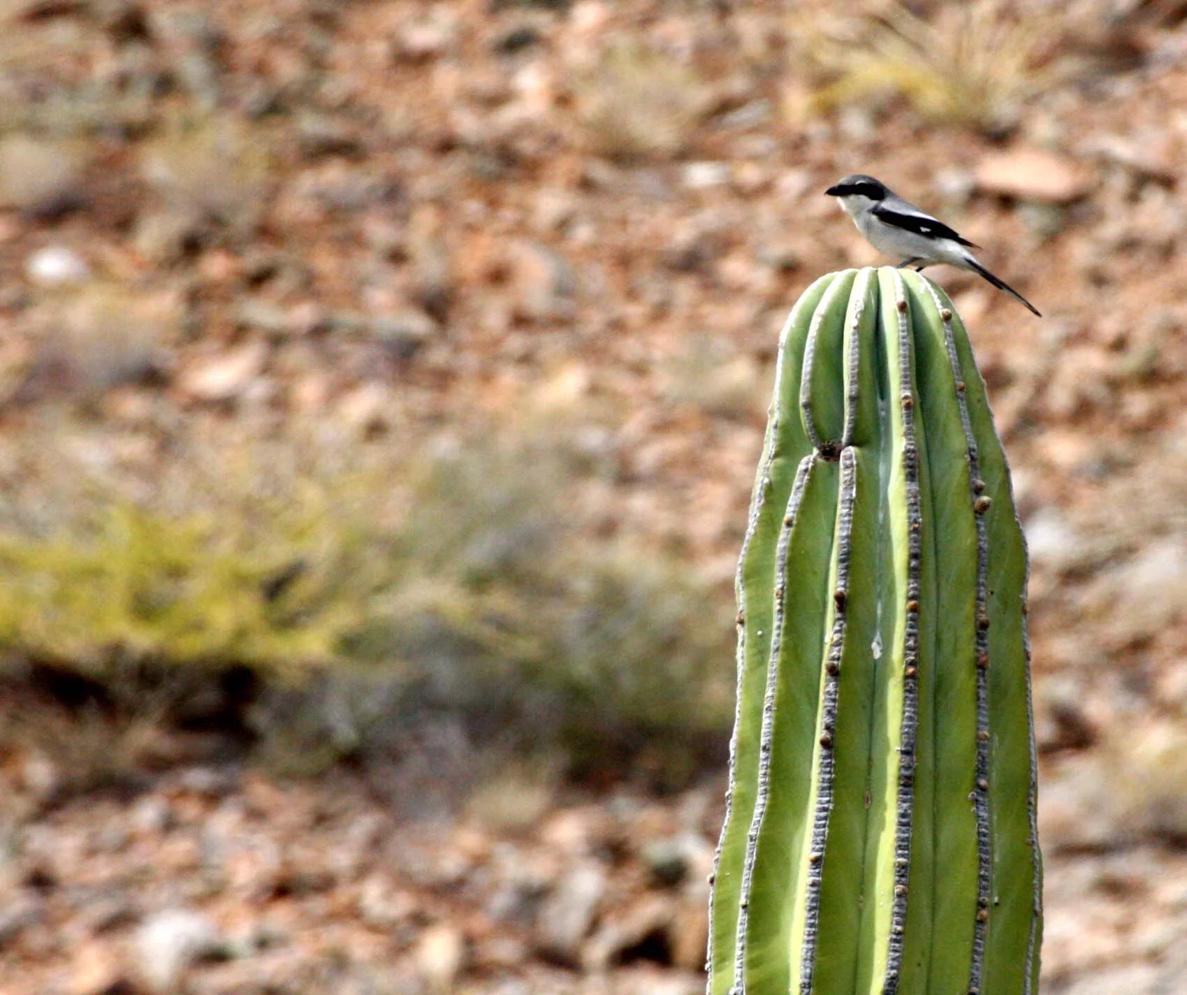 Loggerhead Shrike (Lanius ludovicianus) Isla Catalina Baja Mexico (1).JPG