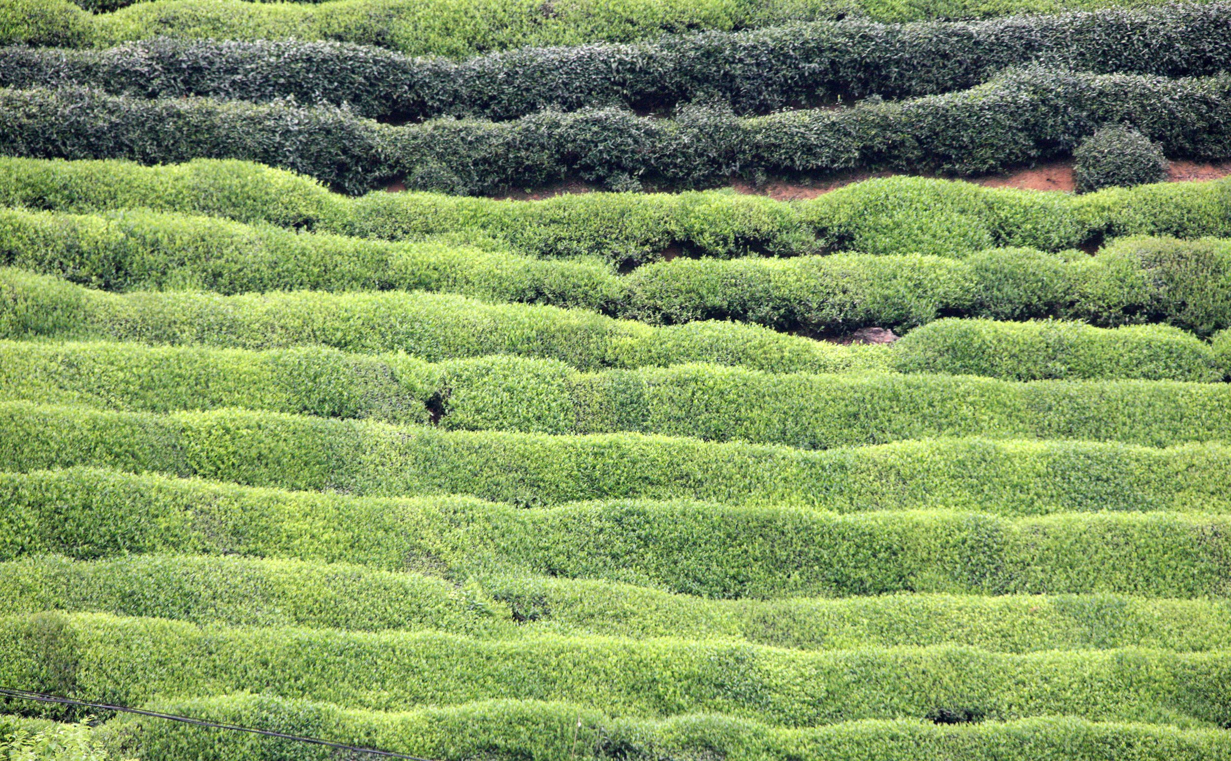 HONGCUN VILLAGE - ANHUI PROVINCE CHINA (4).JPG