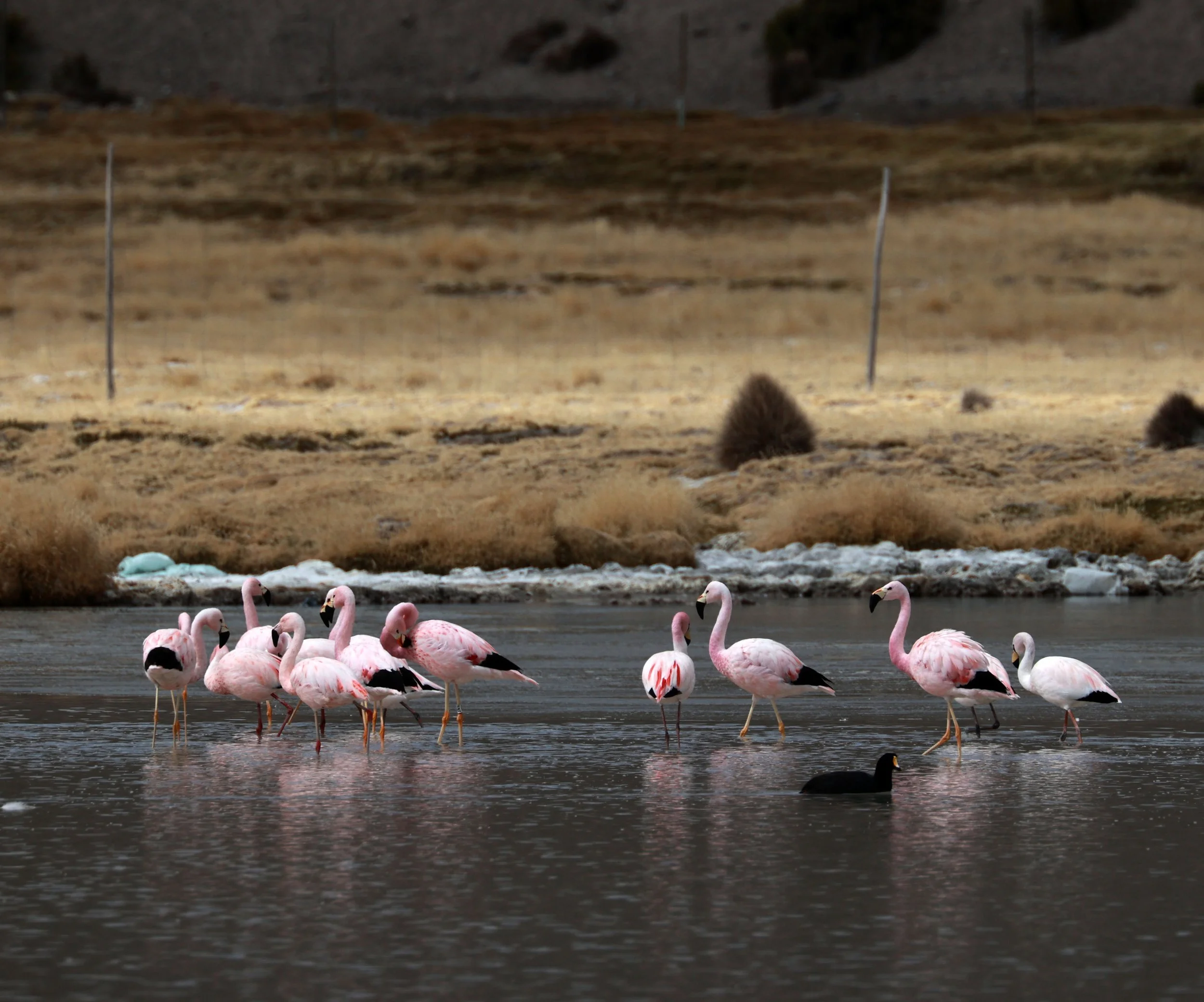 Flamingo - James's Flamingo - Phoenicoparrus jamesi - mixed with Andean flamingo - Phoenicoparrus andinus -  Lauca National Park, Chile (32).jpg