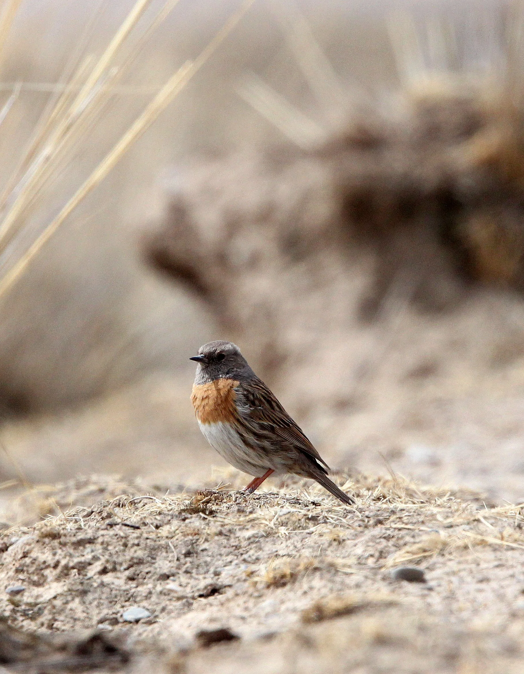 Robin Accentor (Prunella rubeculoides) Qinghai Lake China (4).JPG