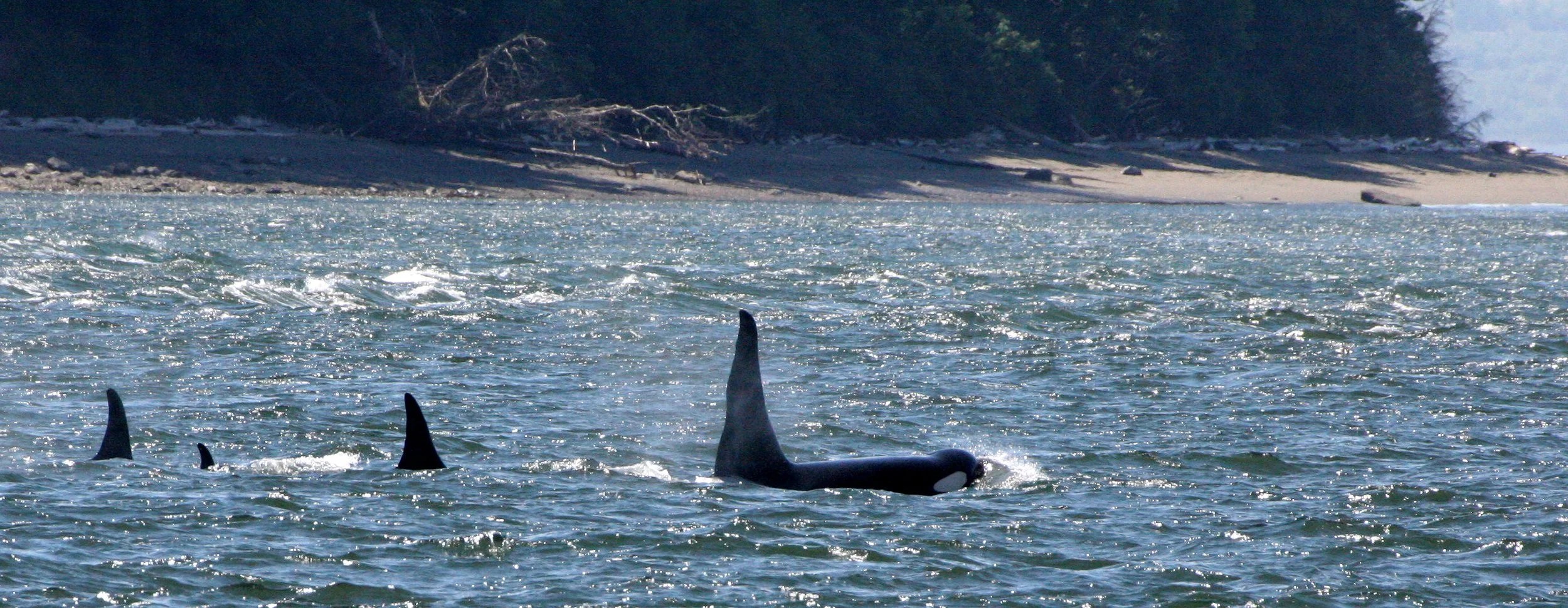 Orcinus orca - SOUTHERN RESIDENT KILLER WHALES (ORCA) - J POD IN ROSARIO STRAIT SAN JUAN ISLANDS WA (69).JPG