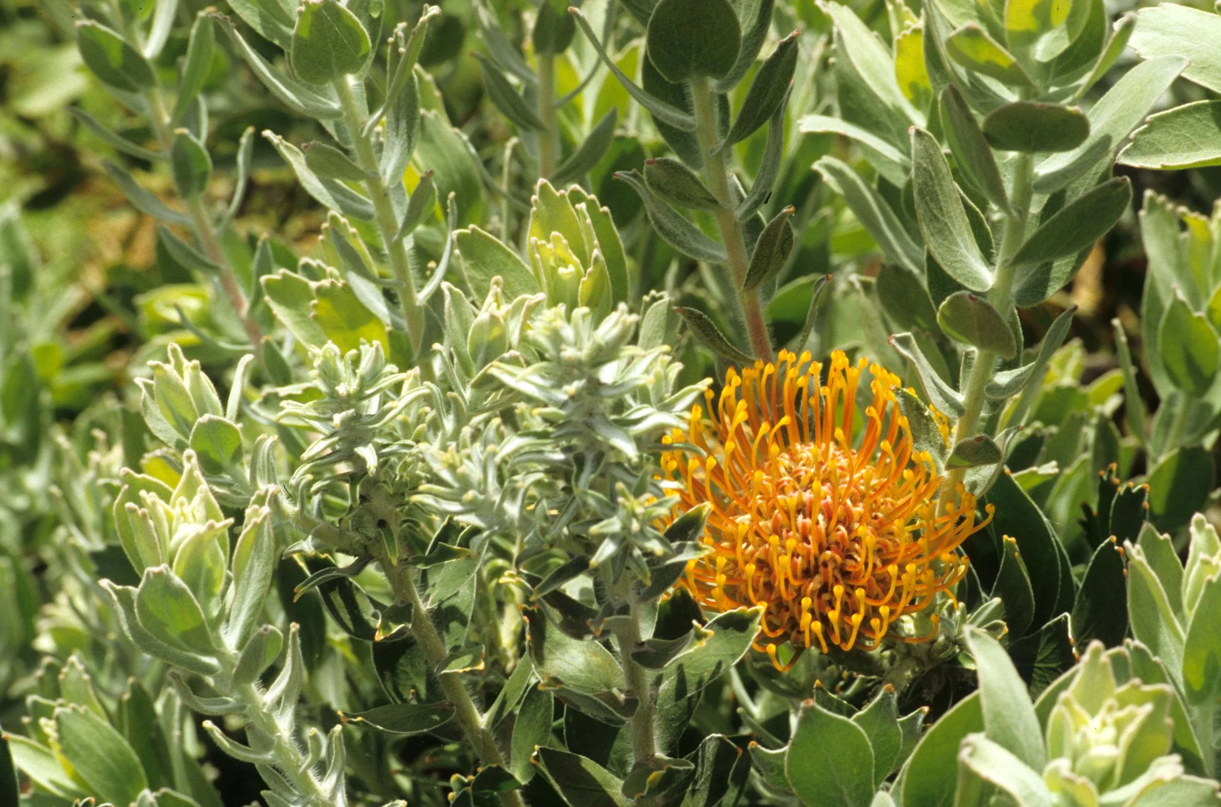 HAWAII - HAWAII - PROTEA SPECIES - MAUI.jpg