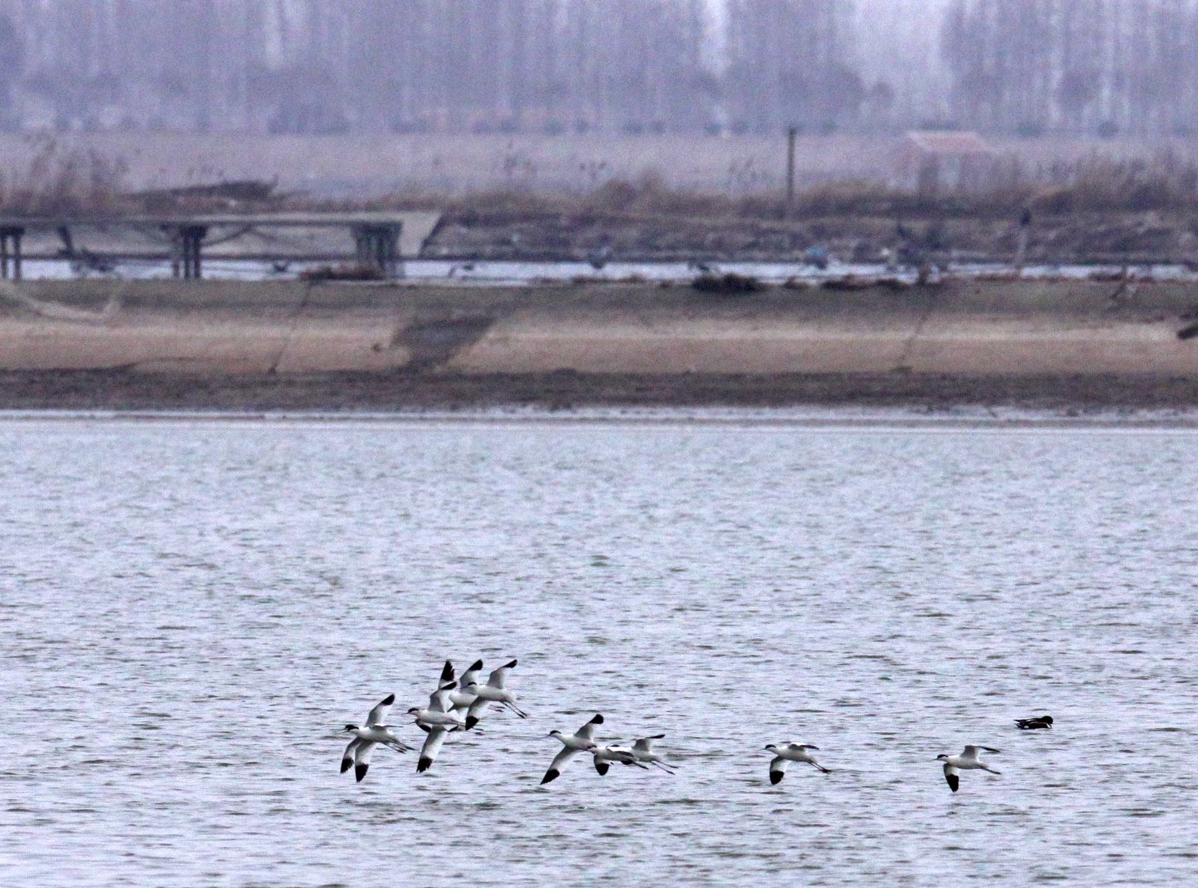 BIRD - AVOCET - PIED AVOCET- YANCHENG CHINA (1).JPG