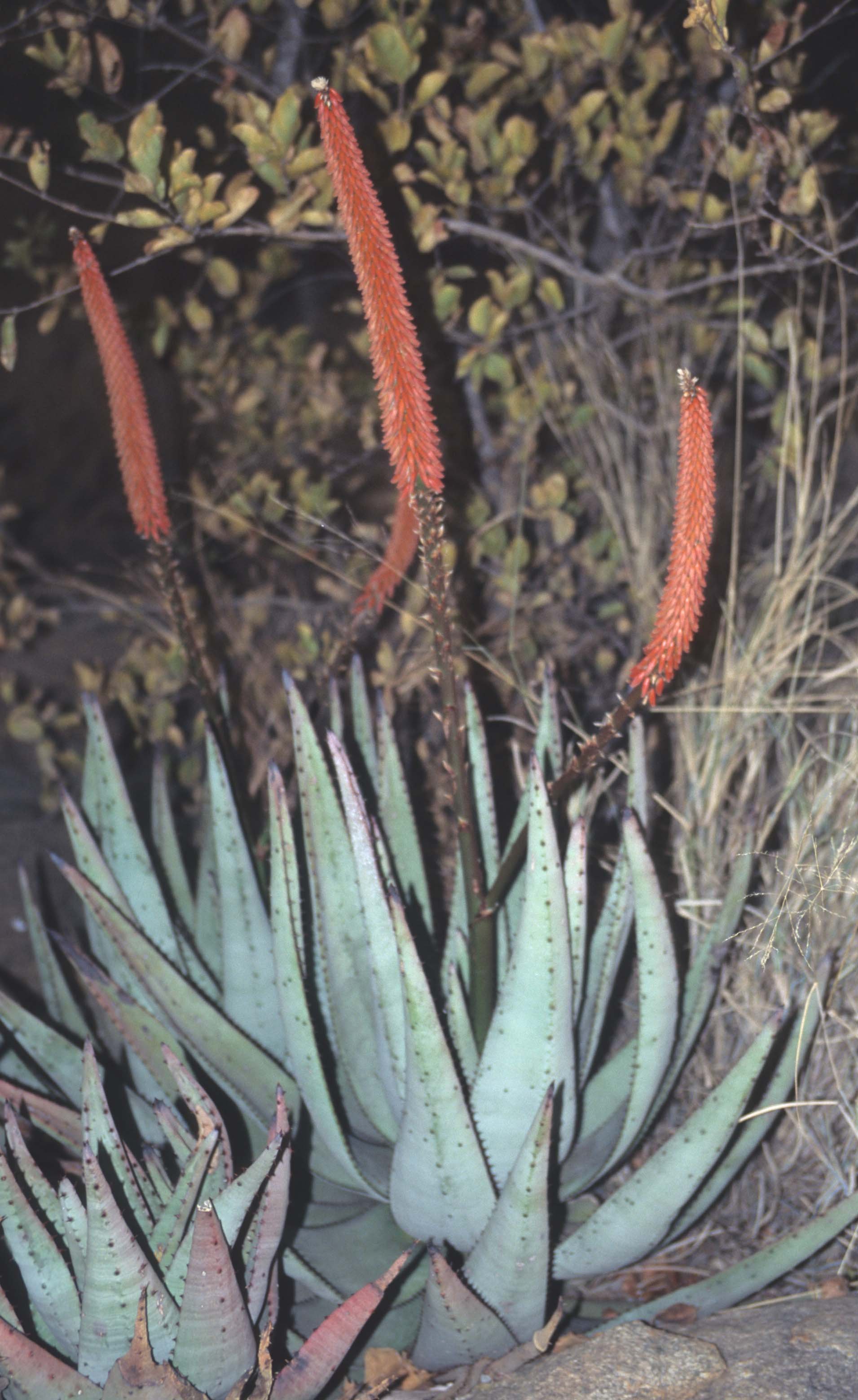 RSA - BLYDE RIVER CANYON - EUPHORB.jpg