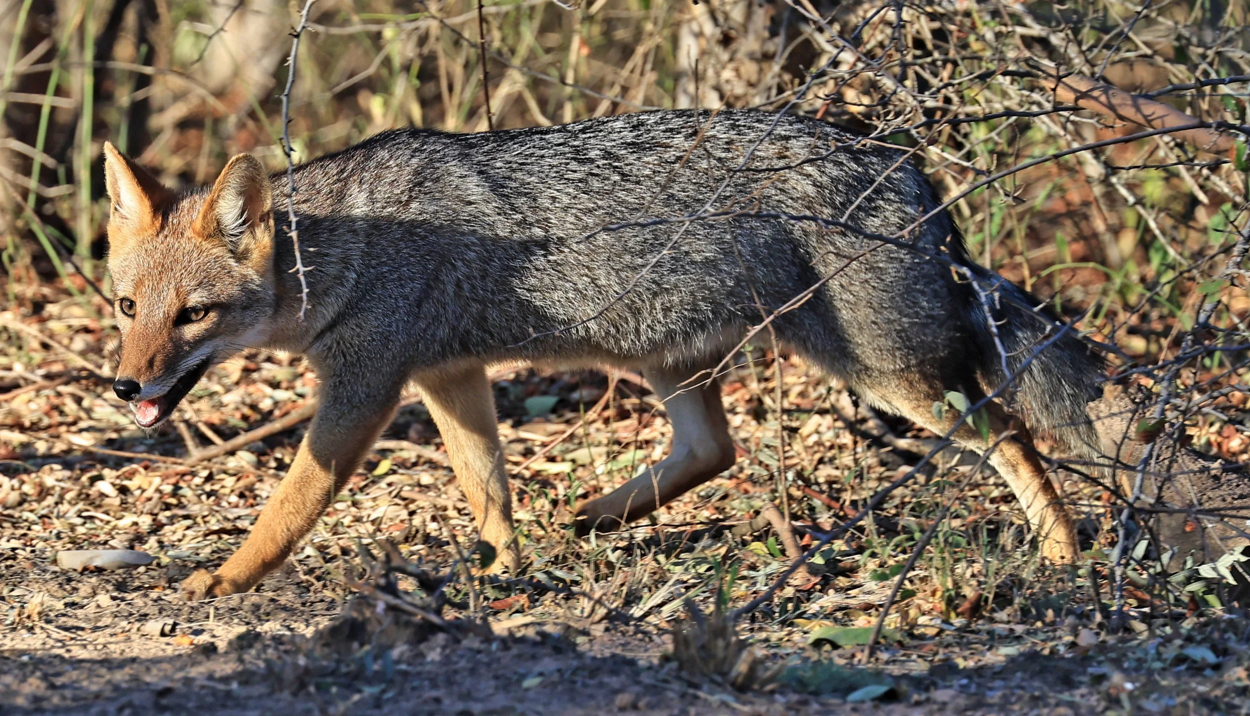Pampas Fox (Lycalopex gymnocercus)
