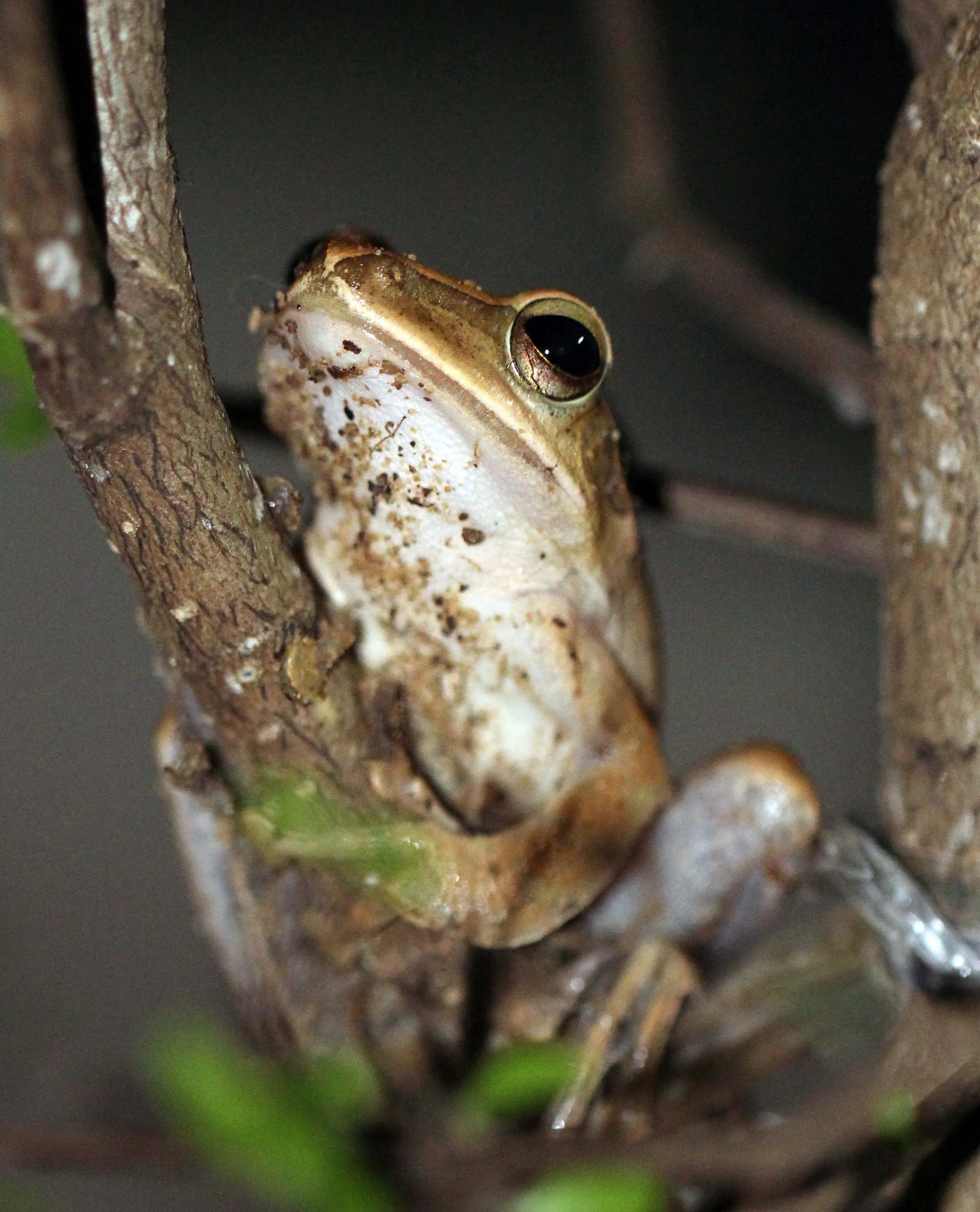 2013 - BANGKOK - NOVEMBER 2013 - MARCH 2014 (219).JPG