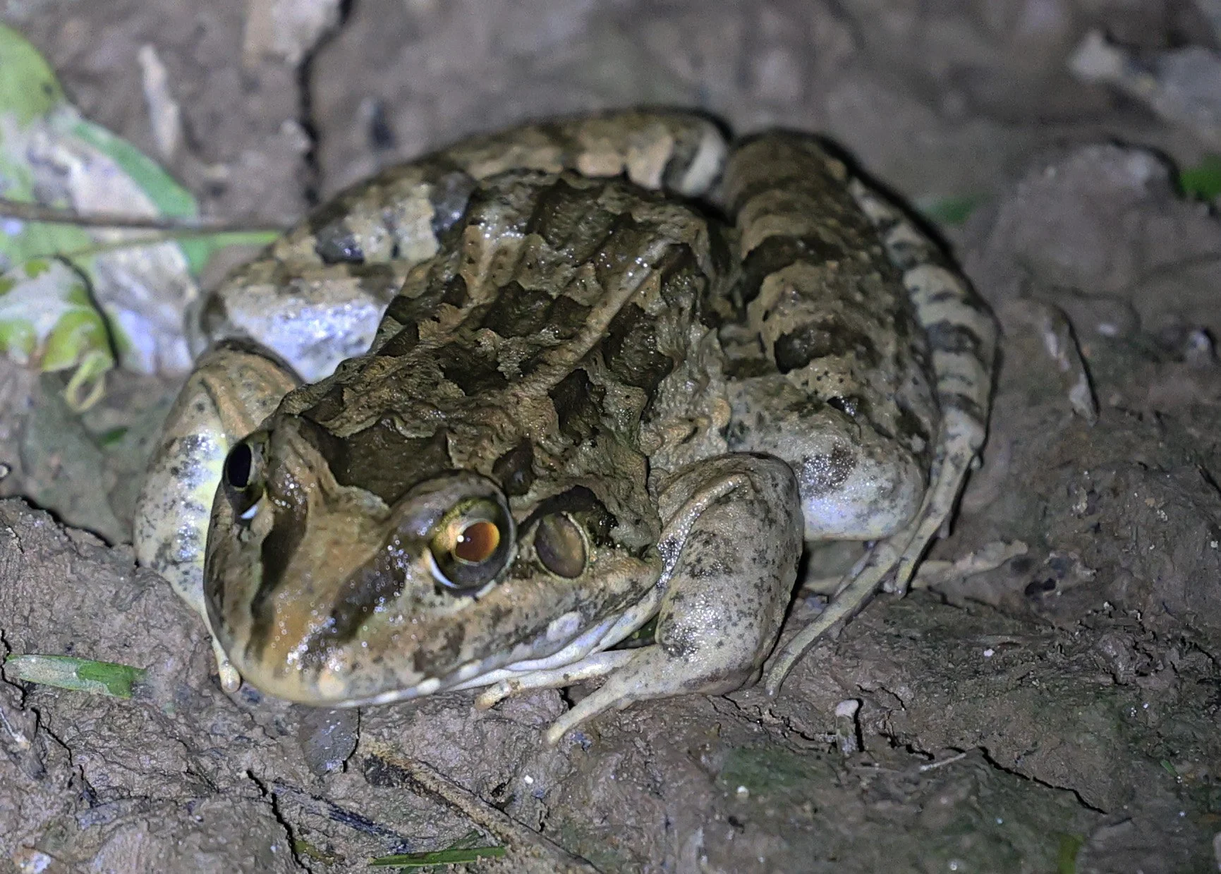 Chaco Frog (Leptodactylus chaquensis) Parque Nacional Teniente Agripino Enciso (4).jpg
