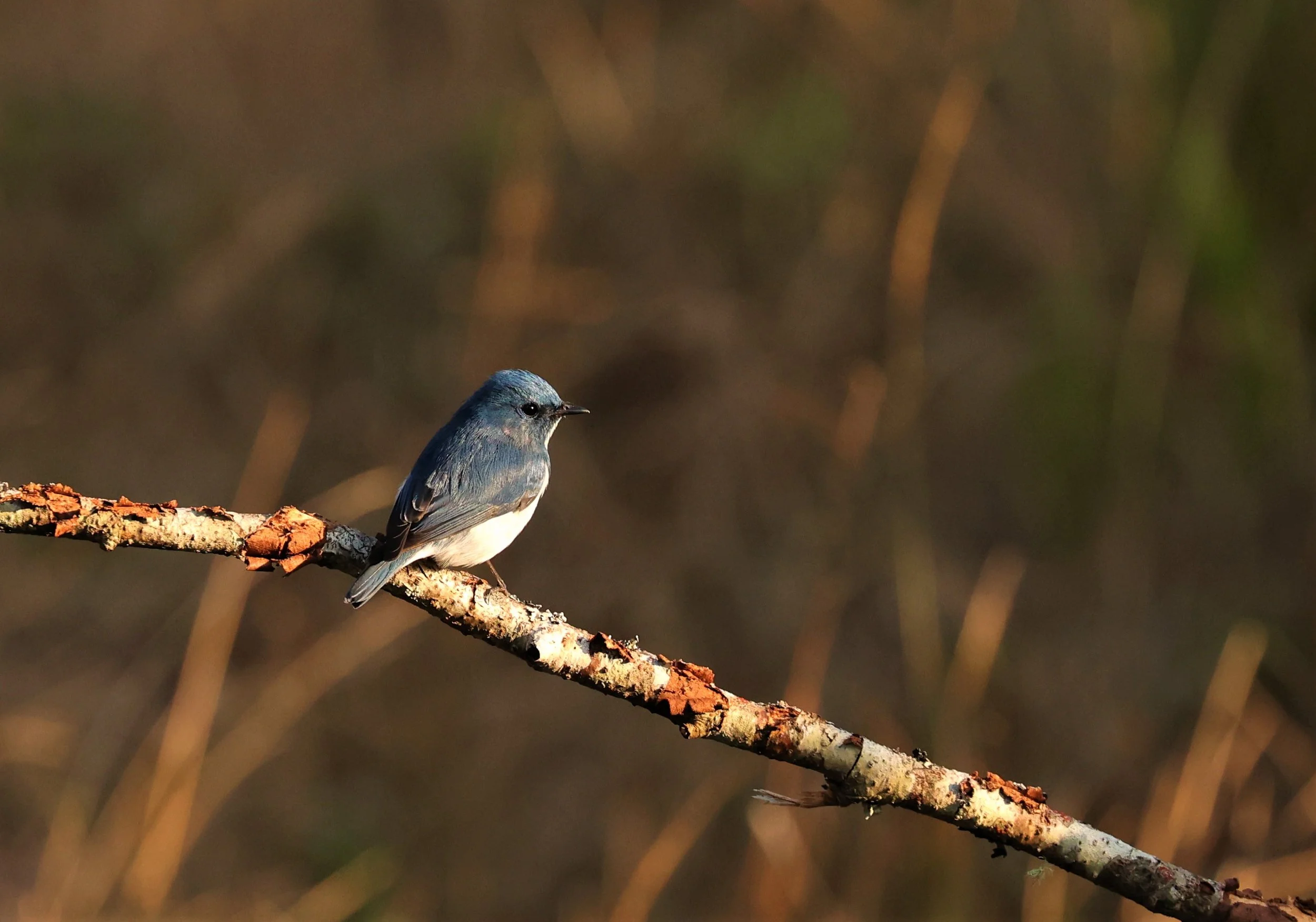 FLYCATCHER - ULTRAMARINE FLYCATCHER - Ficedula superciliaris - DOI LANG WEST, DOI PHA HOM POK NP, CHIANG MAI DEC 2021 (6).jpg