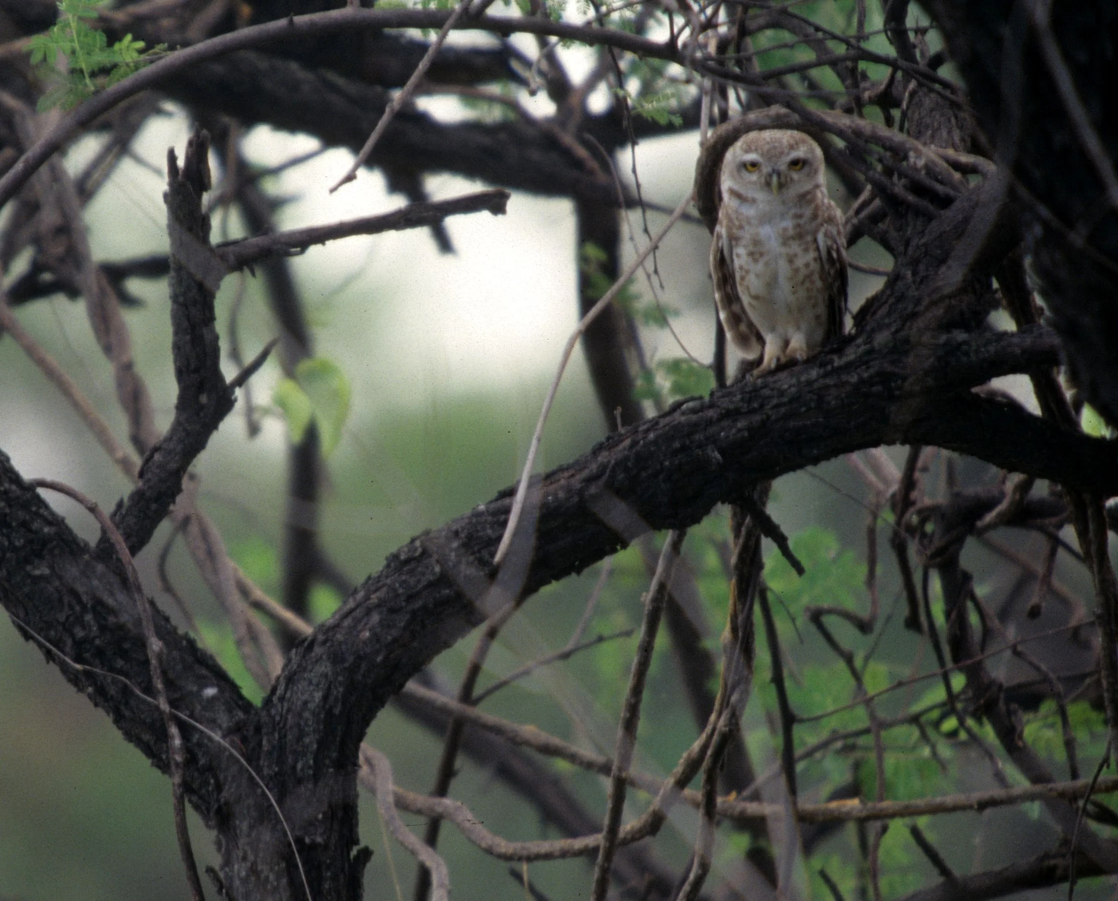 BIRD - OWL - SPOTTED OWLET - CHITWAN NEPAL B.jpg