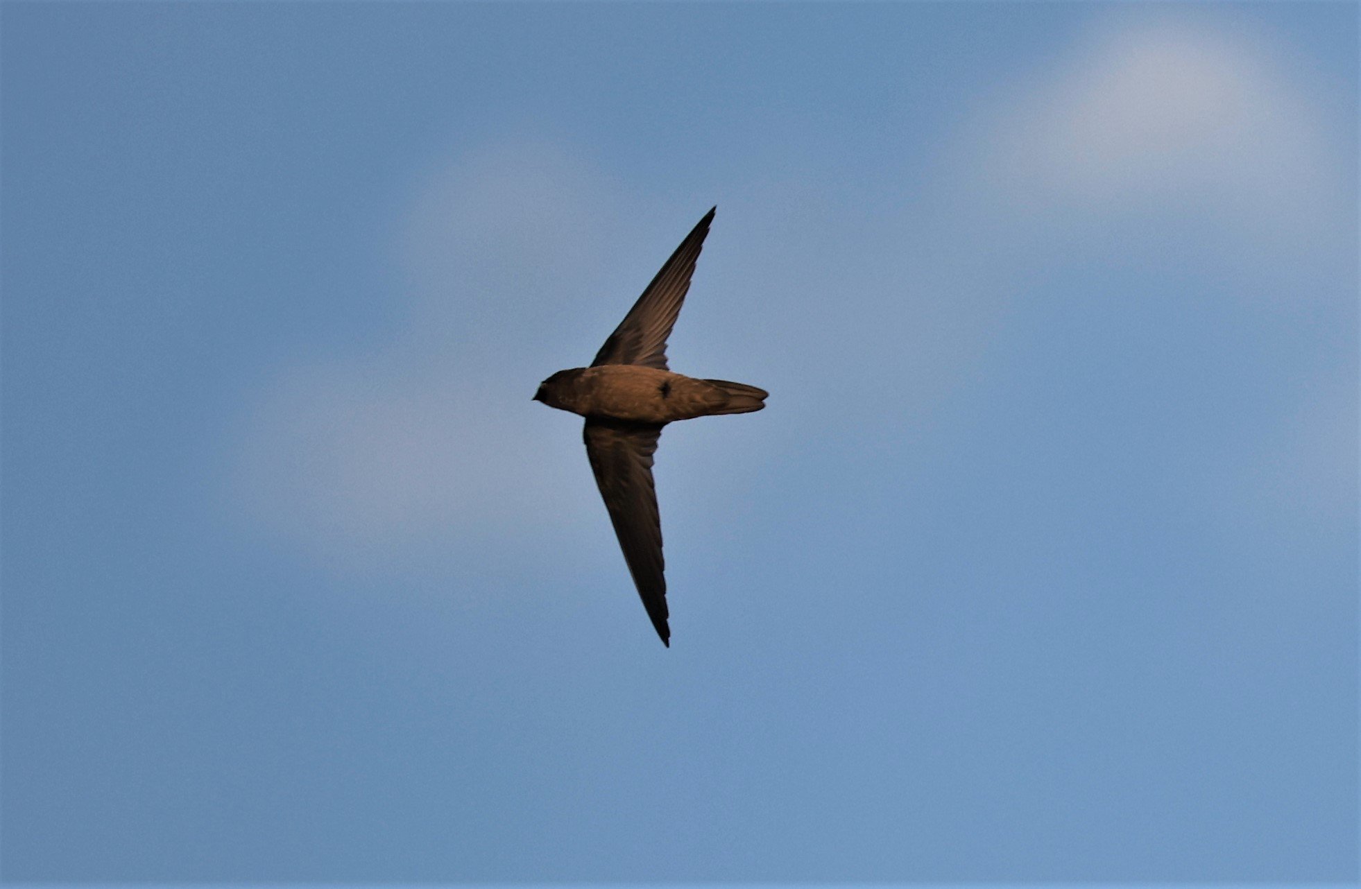 Himalayan Swiftlet (Aerodramus brevirostris) Doi Ang Khang Chiang Mai (3).jpg