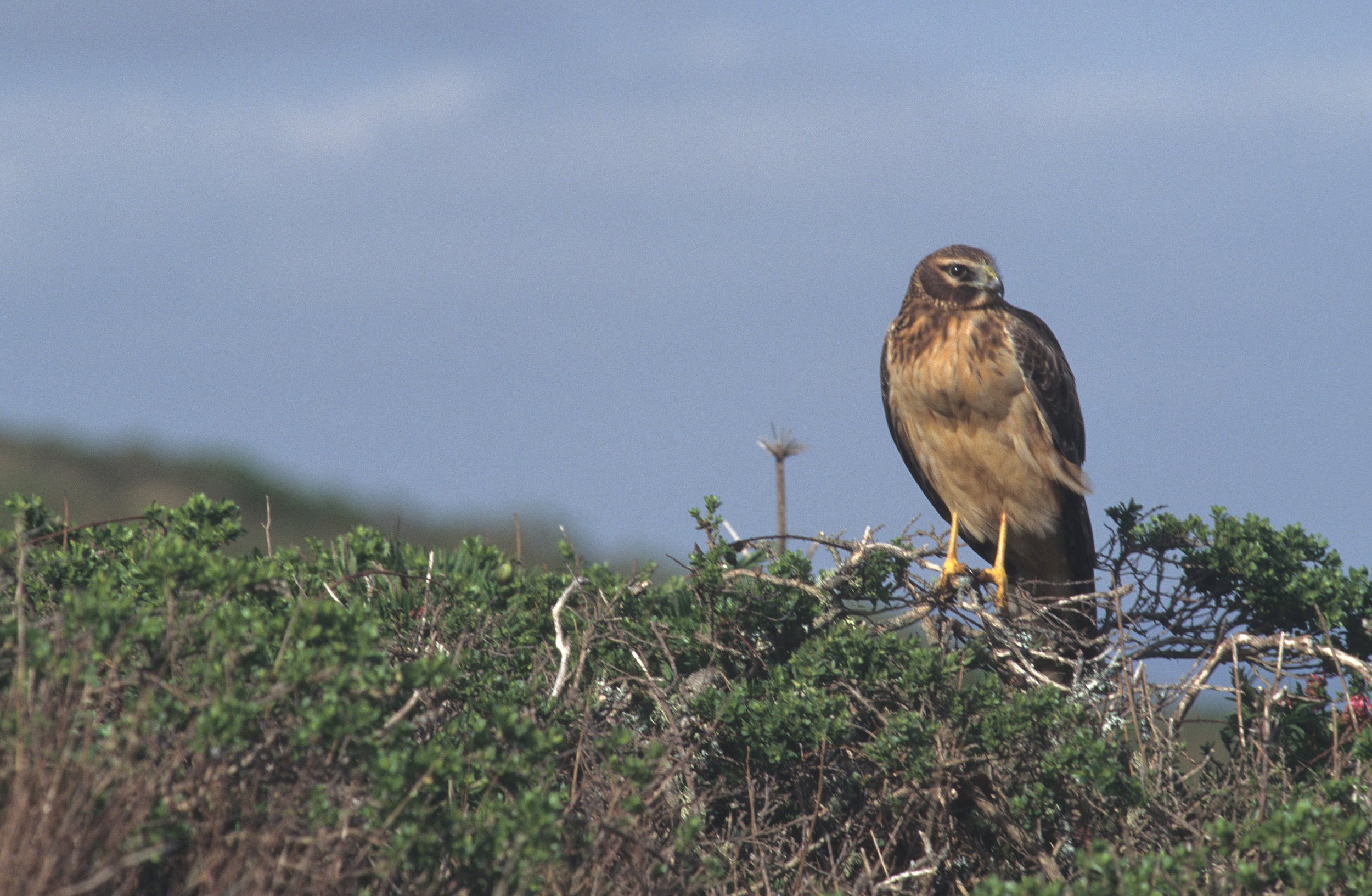 Buteo jamaicensis - RED-TAILED HAWK - POINT REYES NP (1).jpg