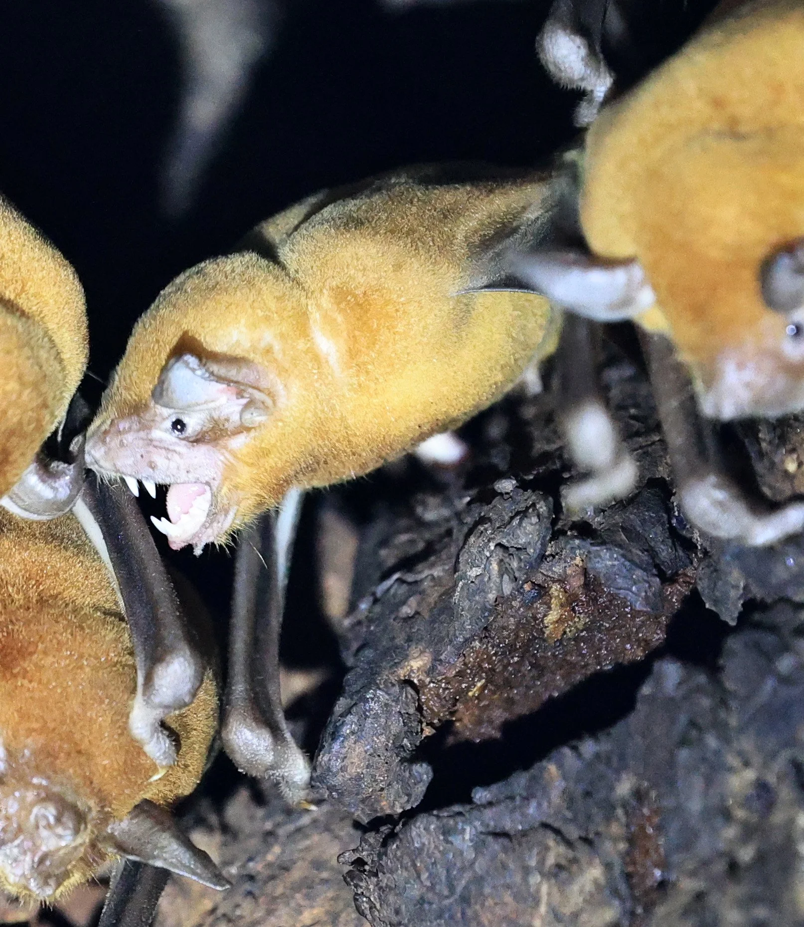 Lesser Bulldog Bat (Noctilio albiventris)