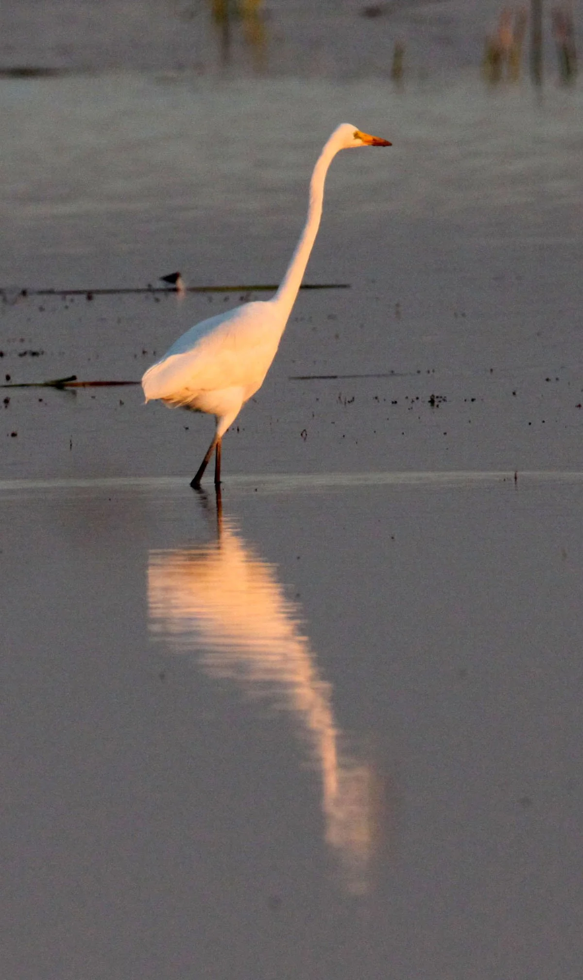 EGRET - EASTERN GREAT EGRET - Ardea (alba) modesta - LITTLE RANN OF KUTCH GUJARAT INDIA (20).JPG