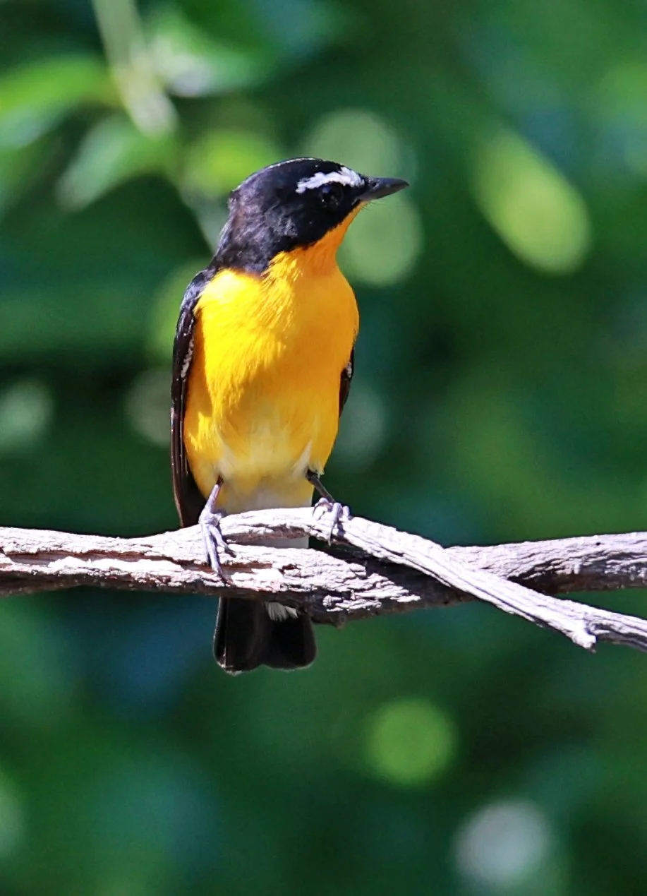 Flycatcher - Yellow-rumped Flycatcher - Ficedula zanthopygia - Bang Pu Mangrove Forest Reserve, Samut Prakan March 30, 2024 (41).jpg