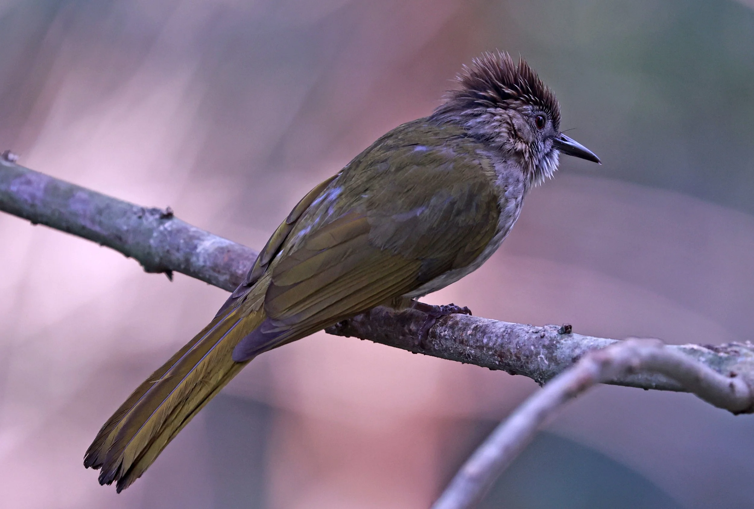 Mountain bulbul (Ixos mcclellandii) Kaeng Krachan National Park Thailand, Jan 2025 (10).jpg
