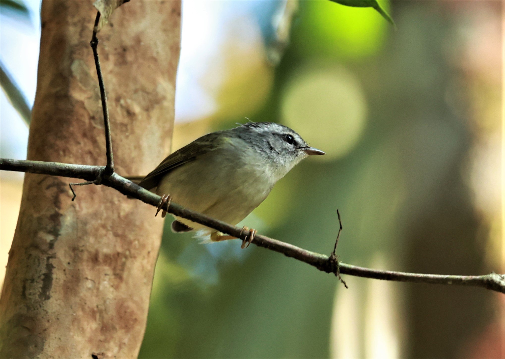 White-browed Warbler (Myiothlypis leucoblephara) Carlos Botelho State Park, Sao Paulo State Brazil 