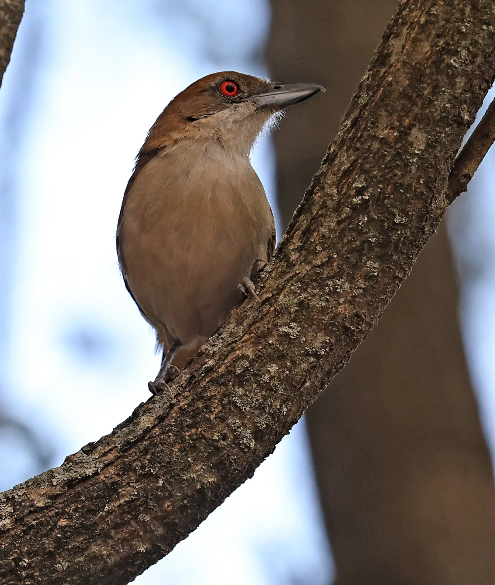 Great Antshrike (Taraba major) 