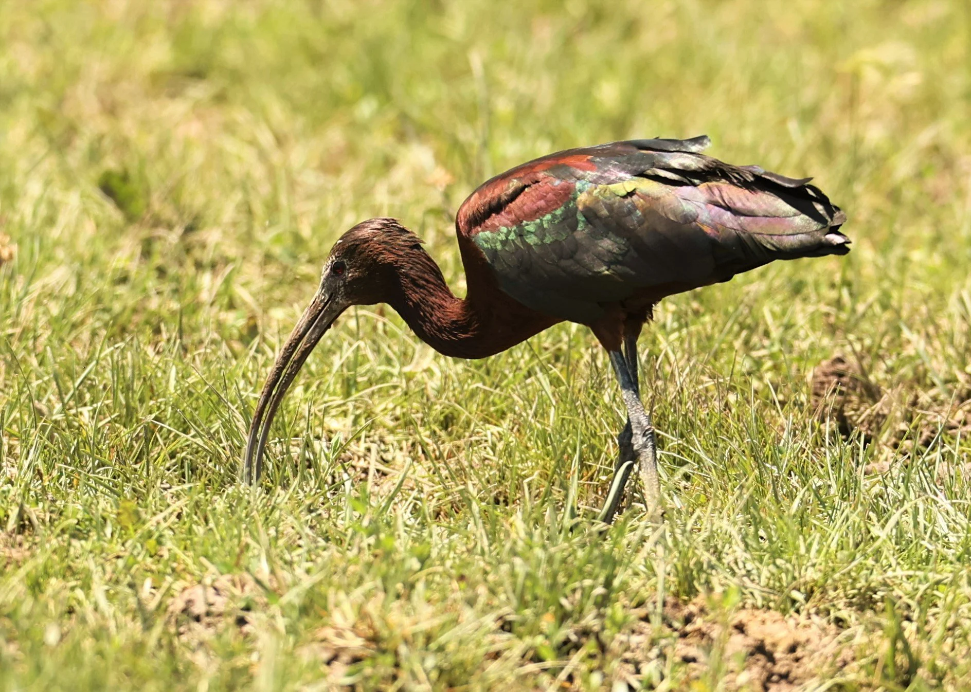 Plegadis chihi - WHITE-FACED IBIS - SOUTH CENTRAL IDAHO MIDDLE OF NOWHERE (30).jpg