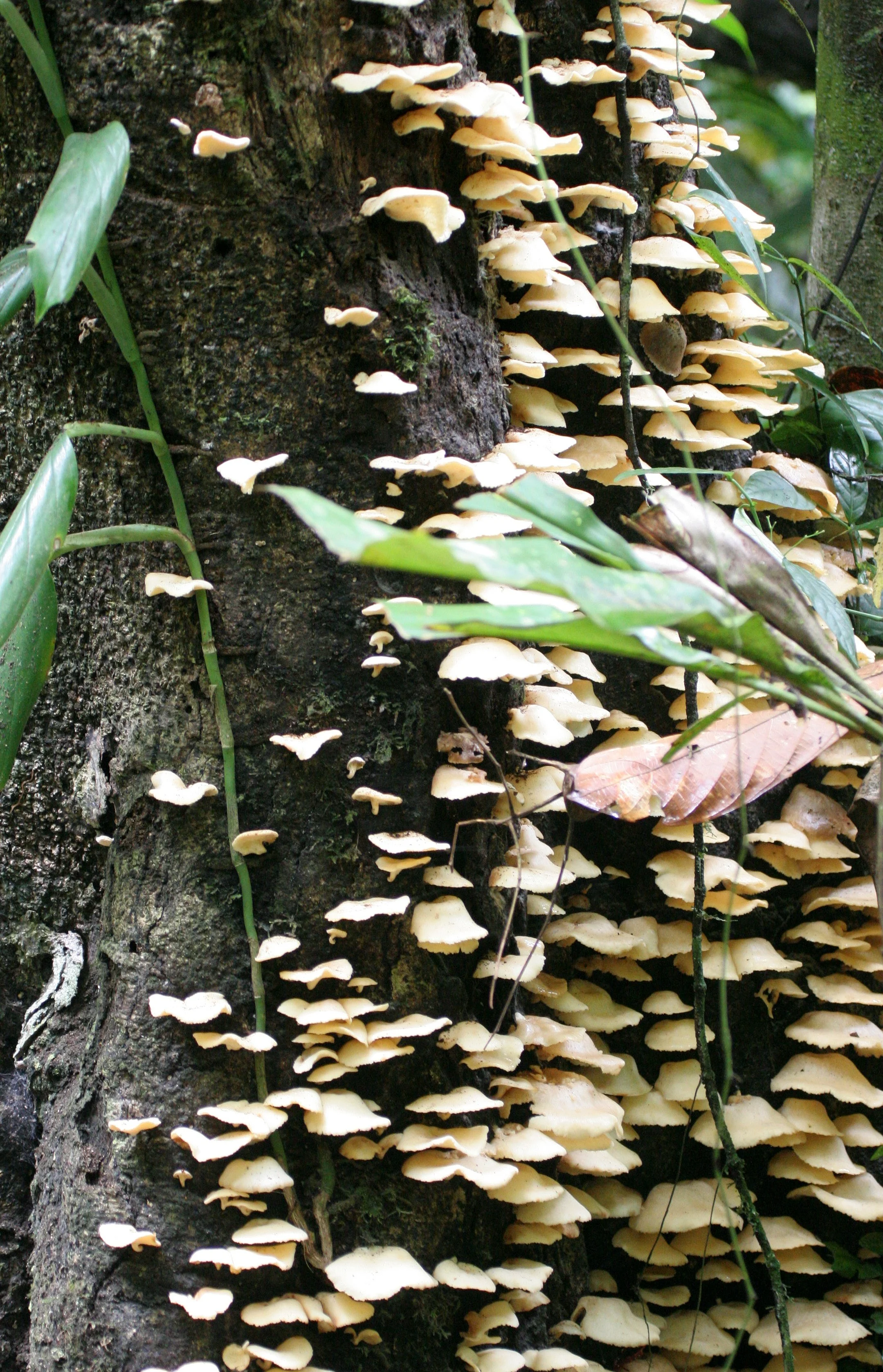 KINABATANGAN RIVER BORNEO - FUNGI SPECIES.JPG