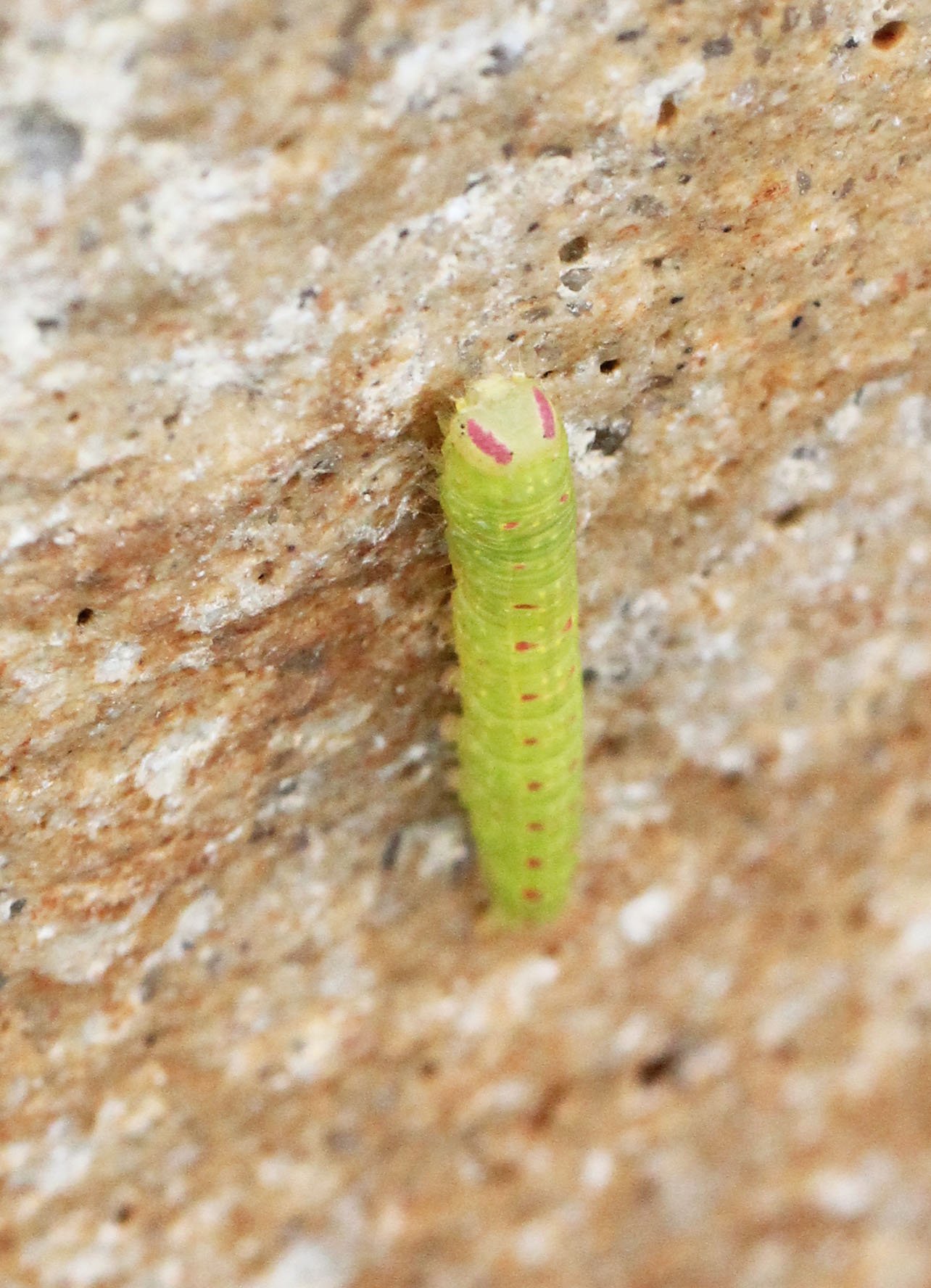 2015 Koh Lanta Build and Fun (163).JPG