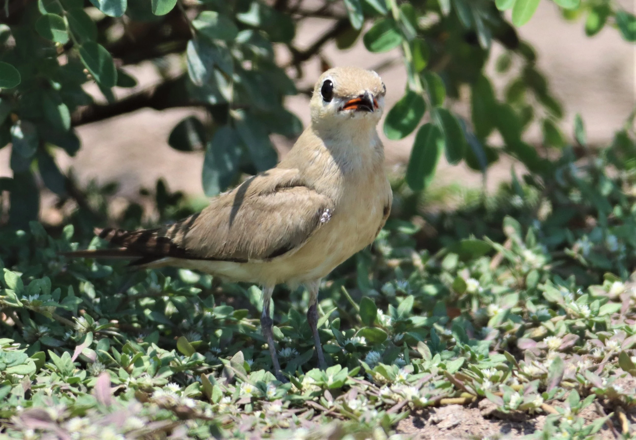 PRATINCOLE - SMALL PRATINCOLE - Glareola lactea - BANG KHAEM WETLANDS NAKHON PATHOM (68).jpg