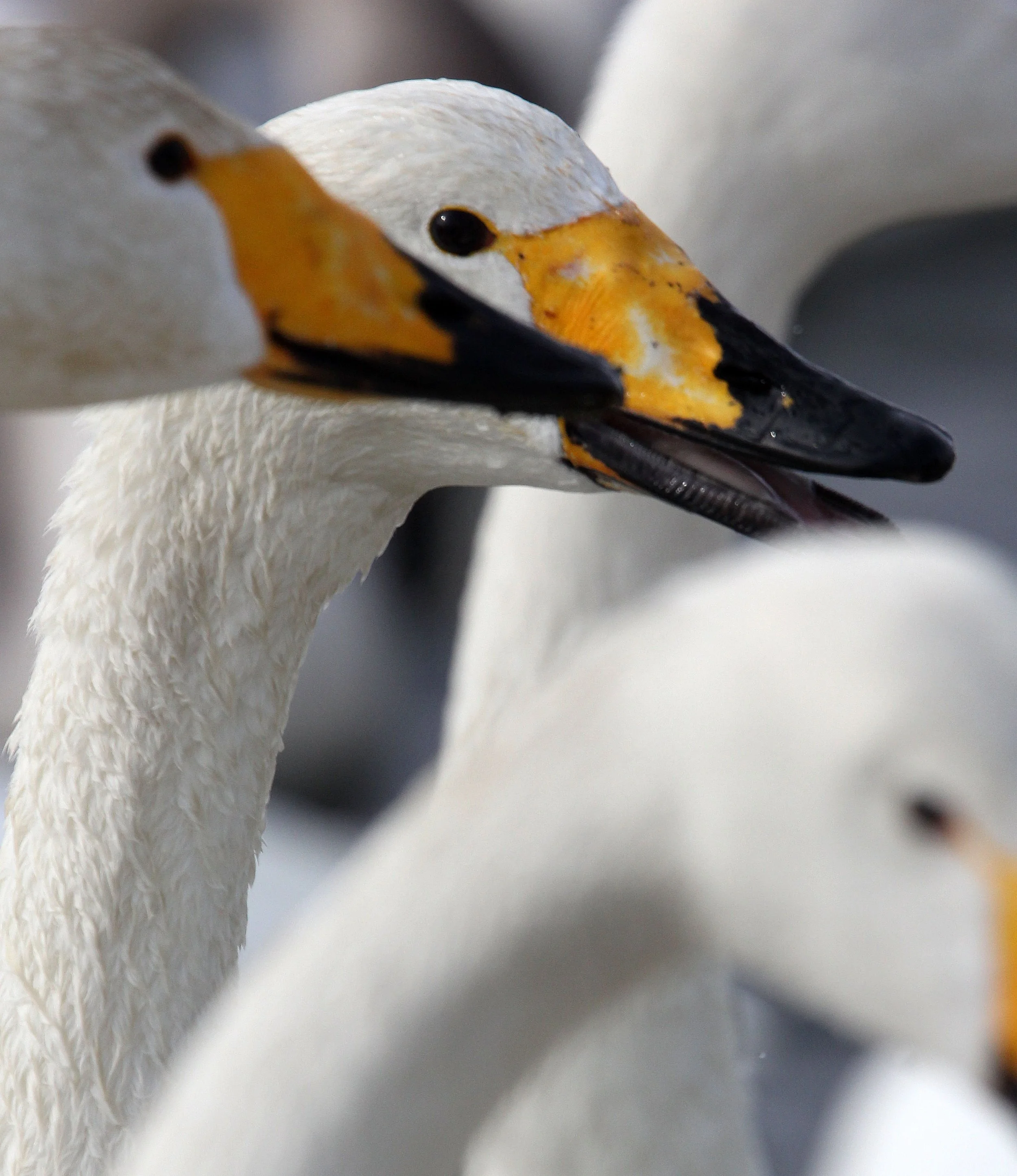 SWAN - WHOOPER SWAN - Cygnus cygnus - KUSSHARO LAKE - HOKKAIDO JAPAN (16).JPG