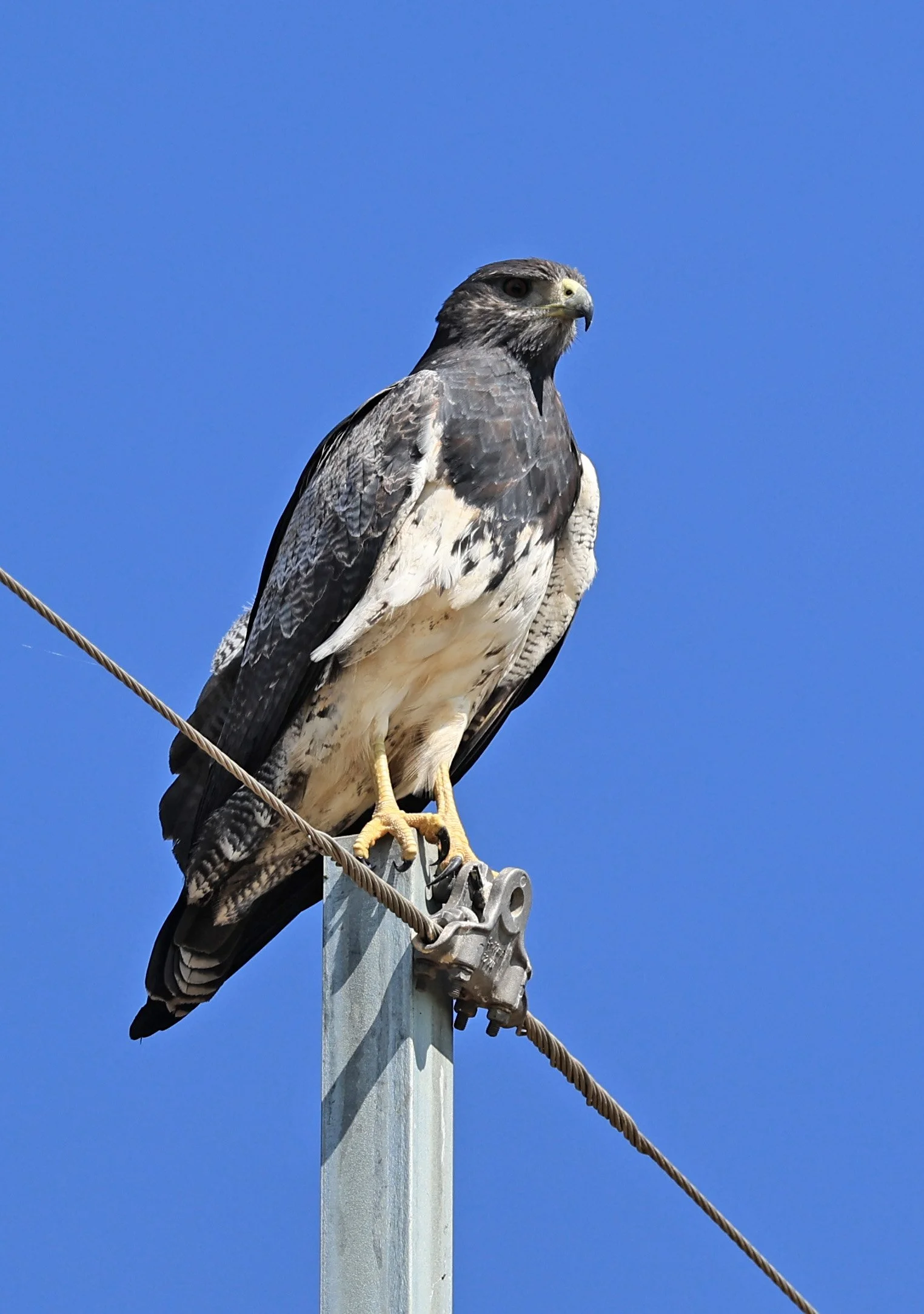 Black-chested buzzard-eagle (Geranoaetus melanoleucus) Chaco Lodge & Laguna Salada Paraguay (19).jpg
