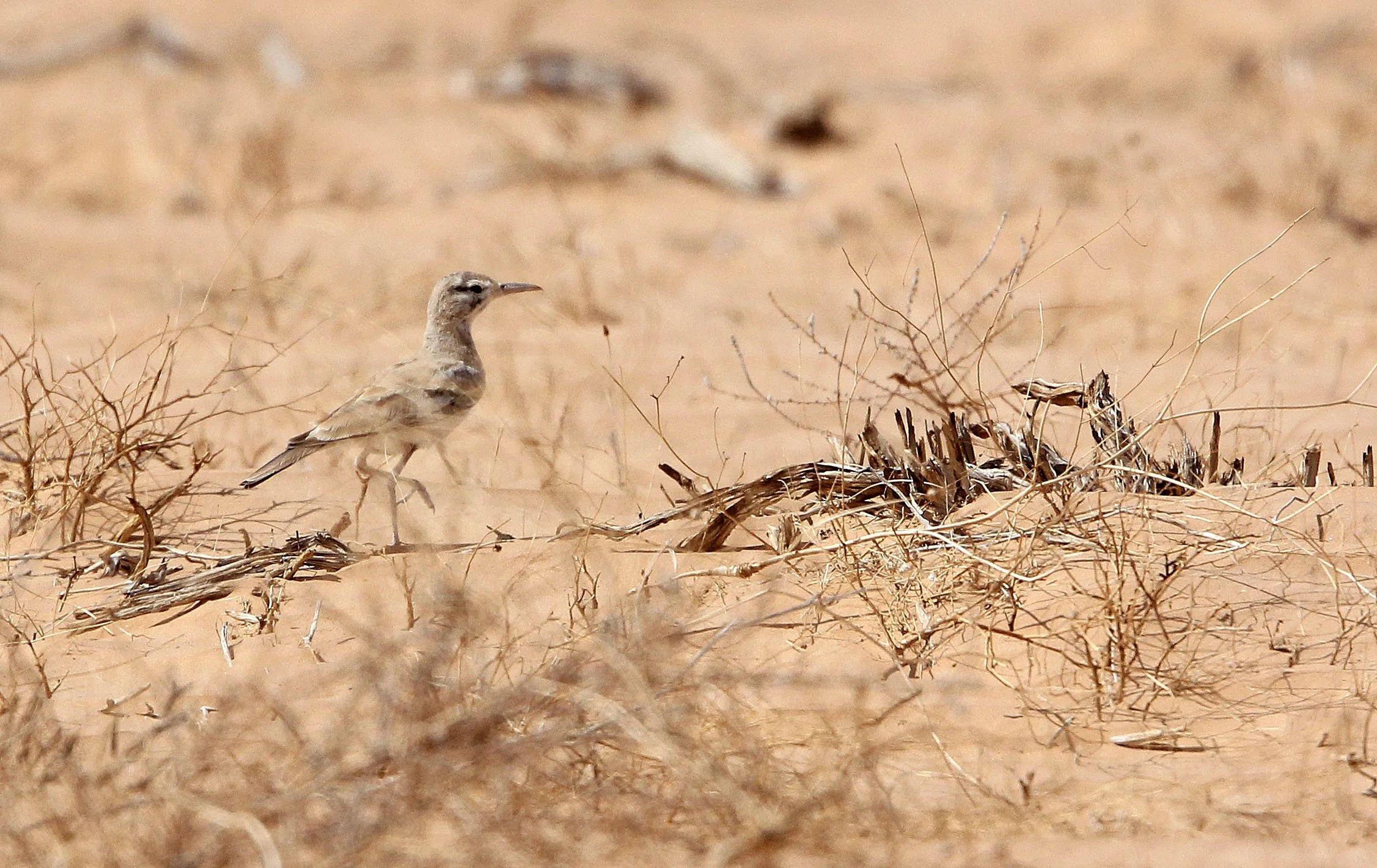 Greater Hoopoe-Lark (Alaemon alaudipes) Jebil NP Tunisia (3).JPG