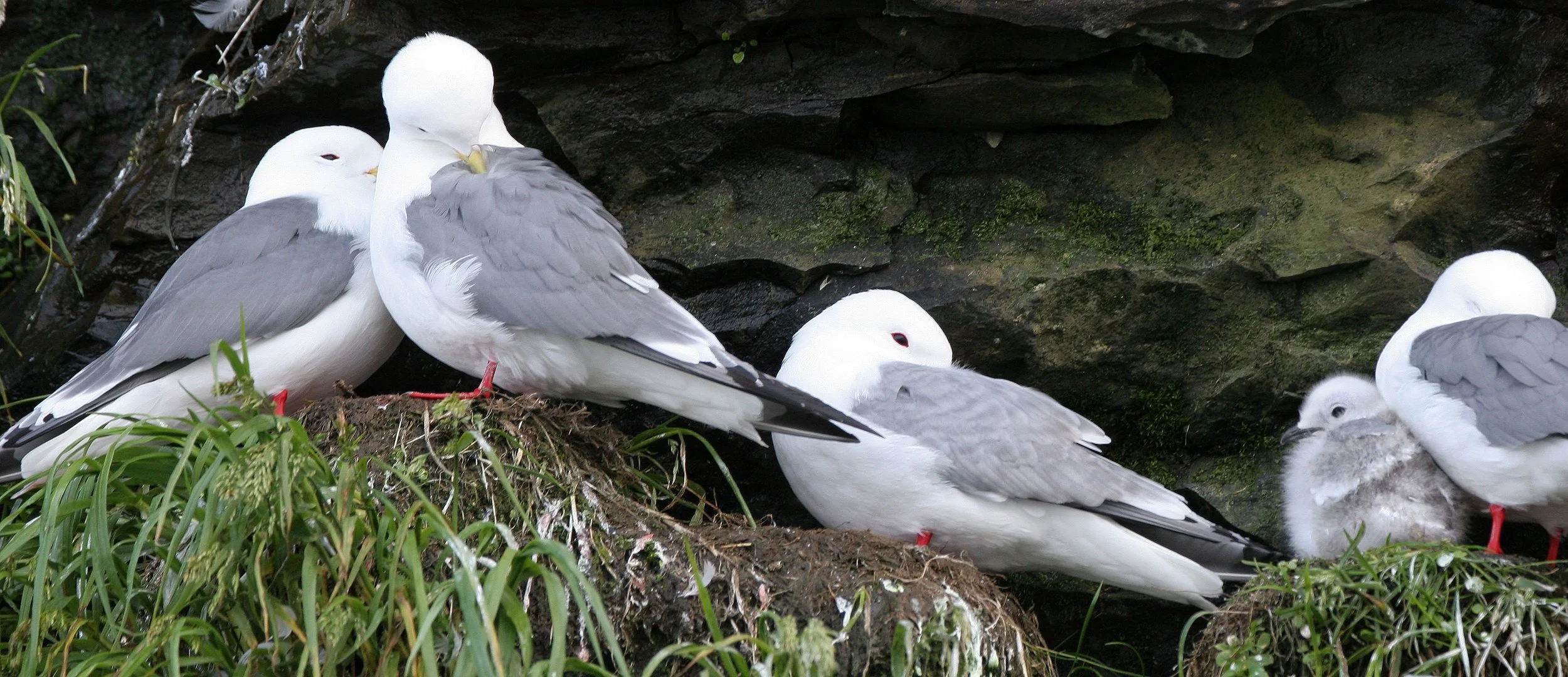 BIRD - KITTIWAKE - RED-LEGGED - COMMANDERS (5).jpg
