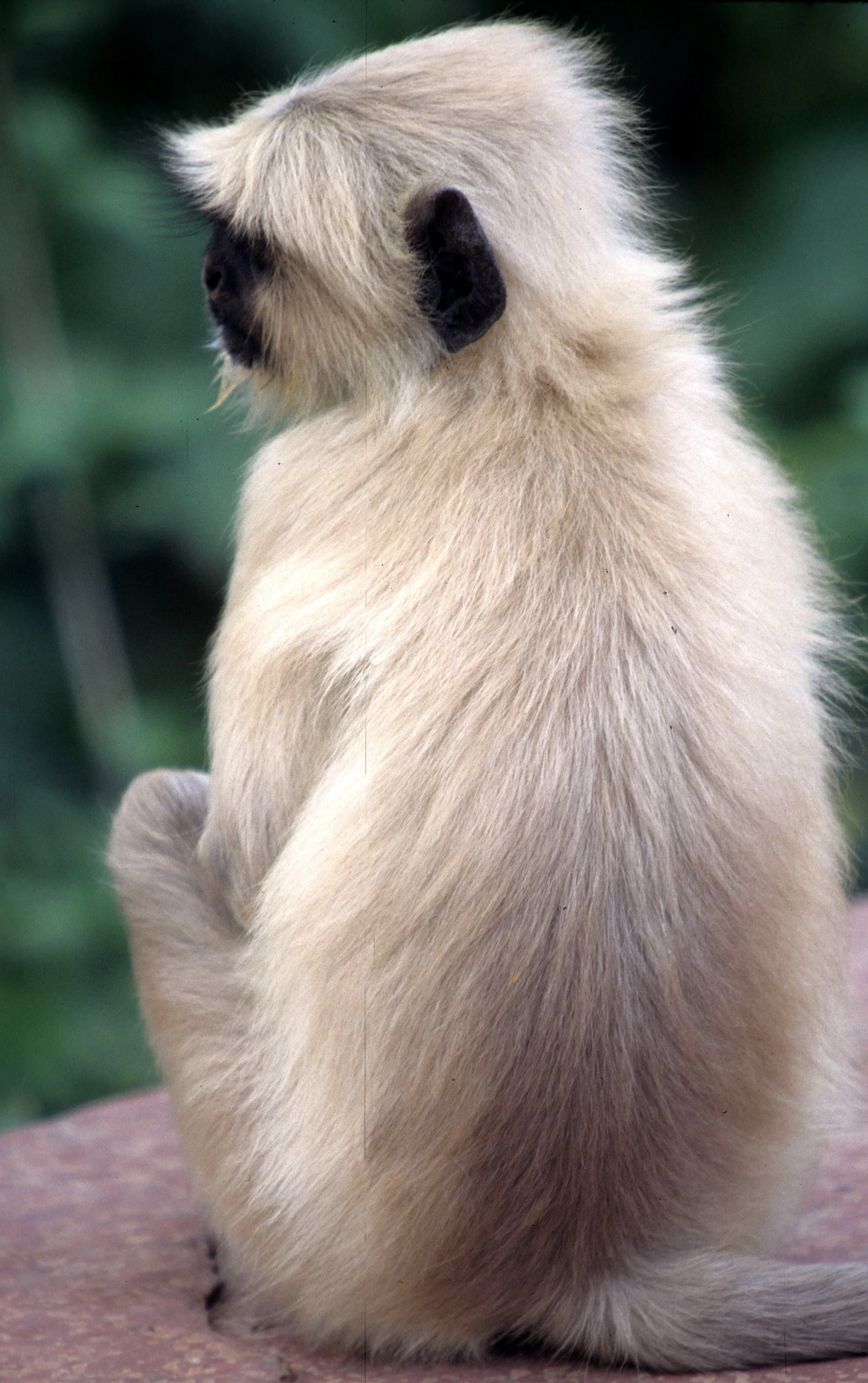 Semnopithecus schistaceus - Nepal Sacred Langur