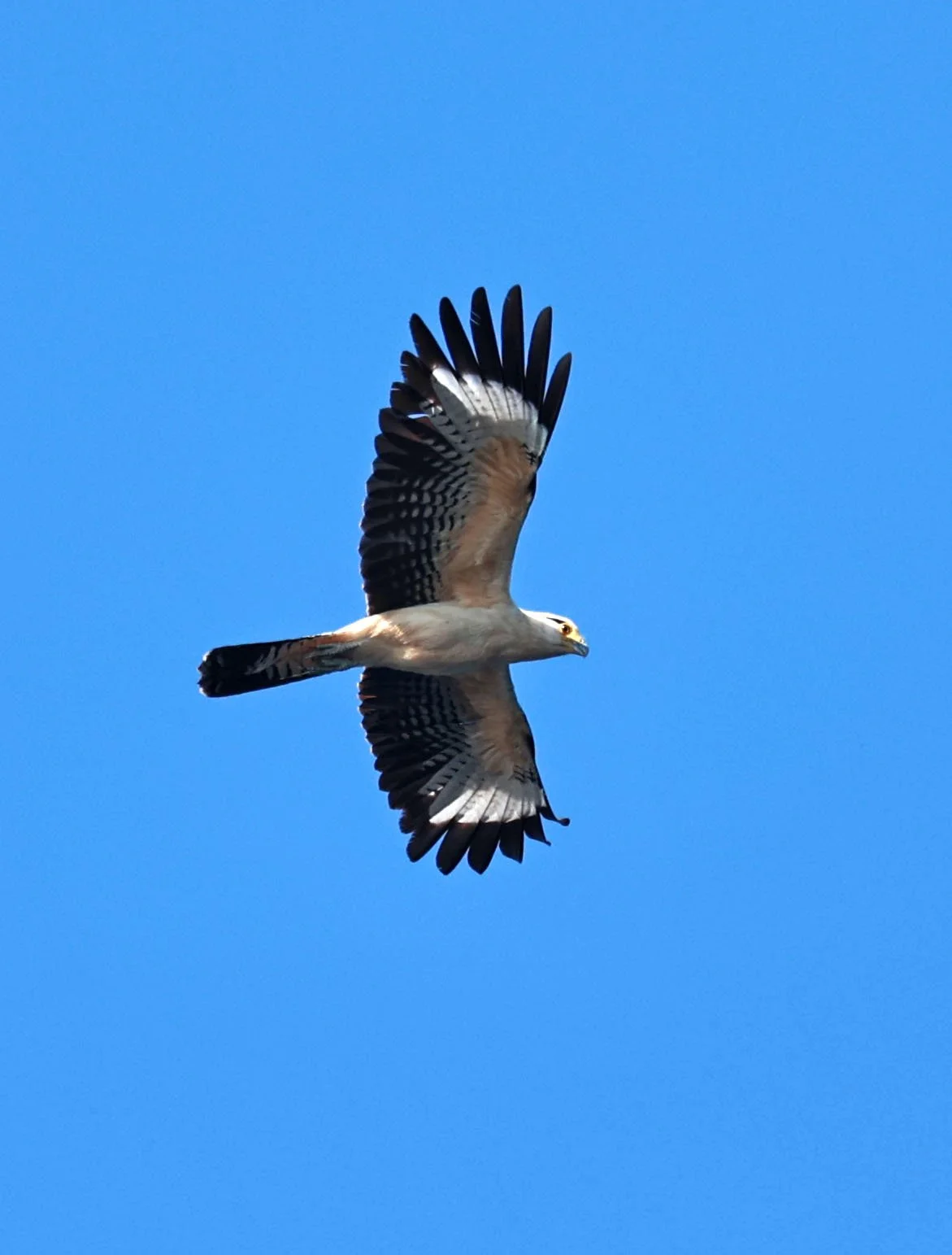 Caracara - Yellow-headed Caracara - Daptrius chimachima - Ariau River & Rio Negro Region Southwest of Manaus (18).jpg