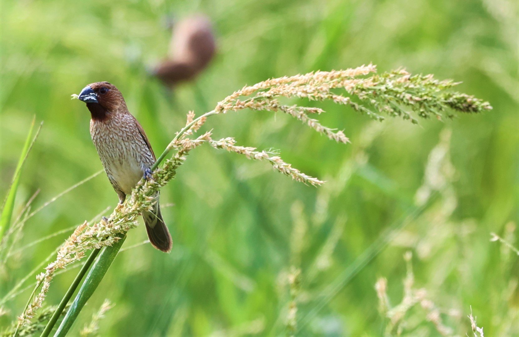 MUNIA - SCALY BREASTED MUNIA - Lonchura punctulata - THAP YAO RICEFIELDS LAT KRABANG 12 OCTOBER 2021 (4).jpg