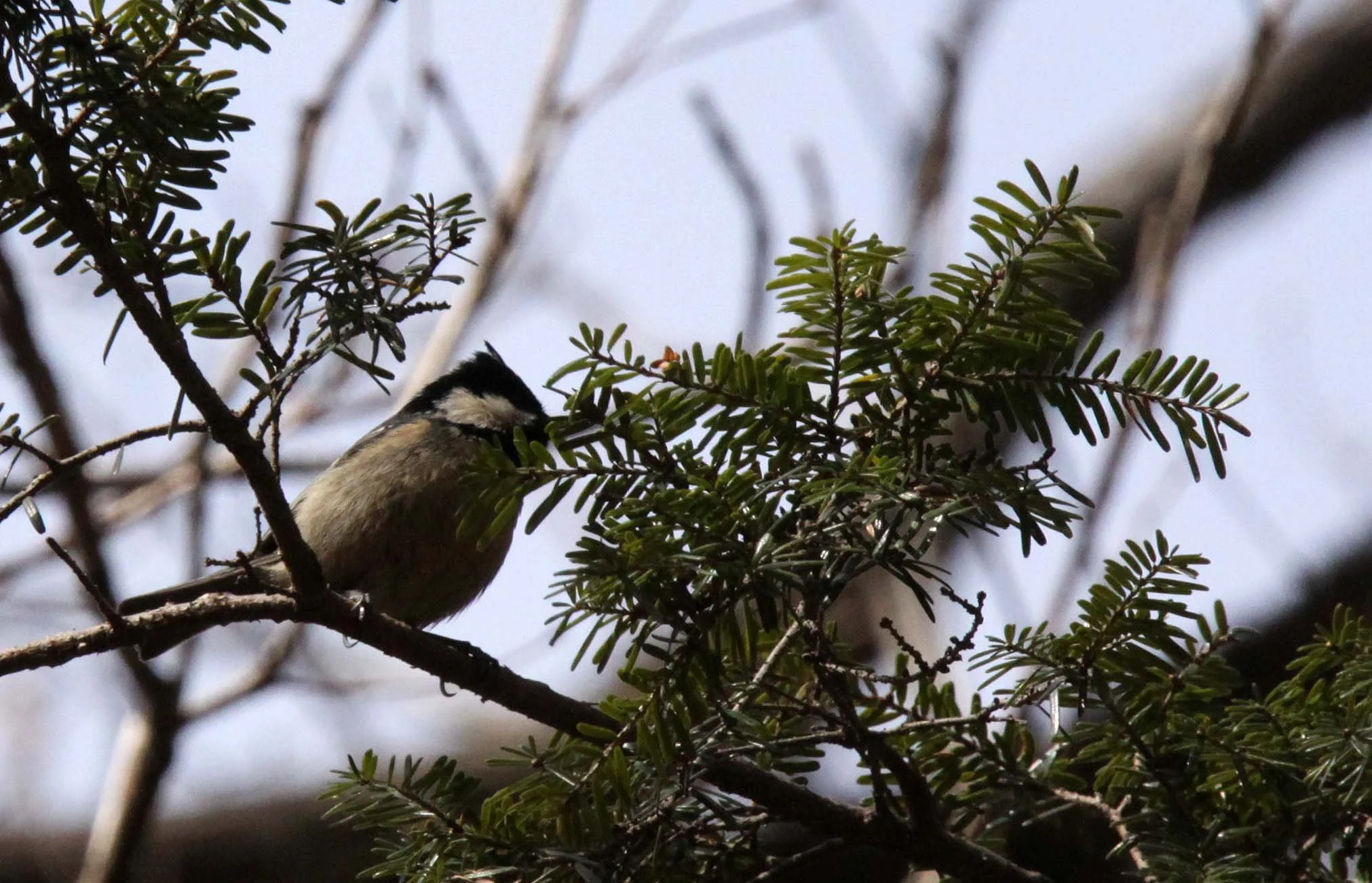 Rufous-vented Tit (Periparus rubidiventris) Foping Nature Reserve, Shaanxi Province, China (1).JPG