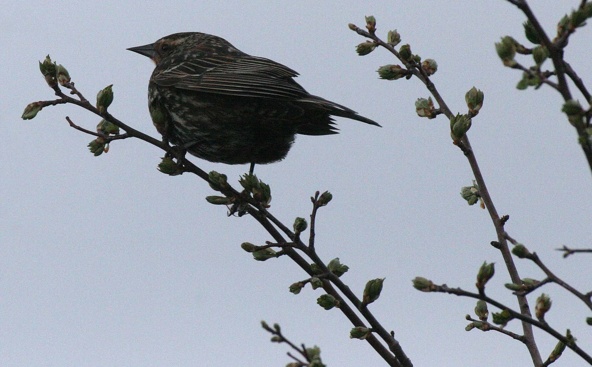Red-winged Blackbird (Agelaius phoeniceus) Jamestown Olympic Peninsula Washington (17).JPG