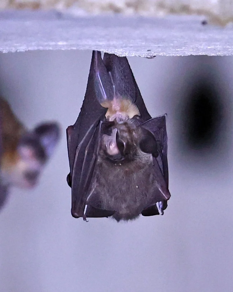 Hipposideros gentilis 