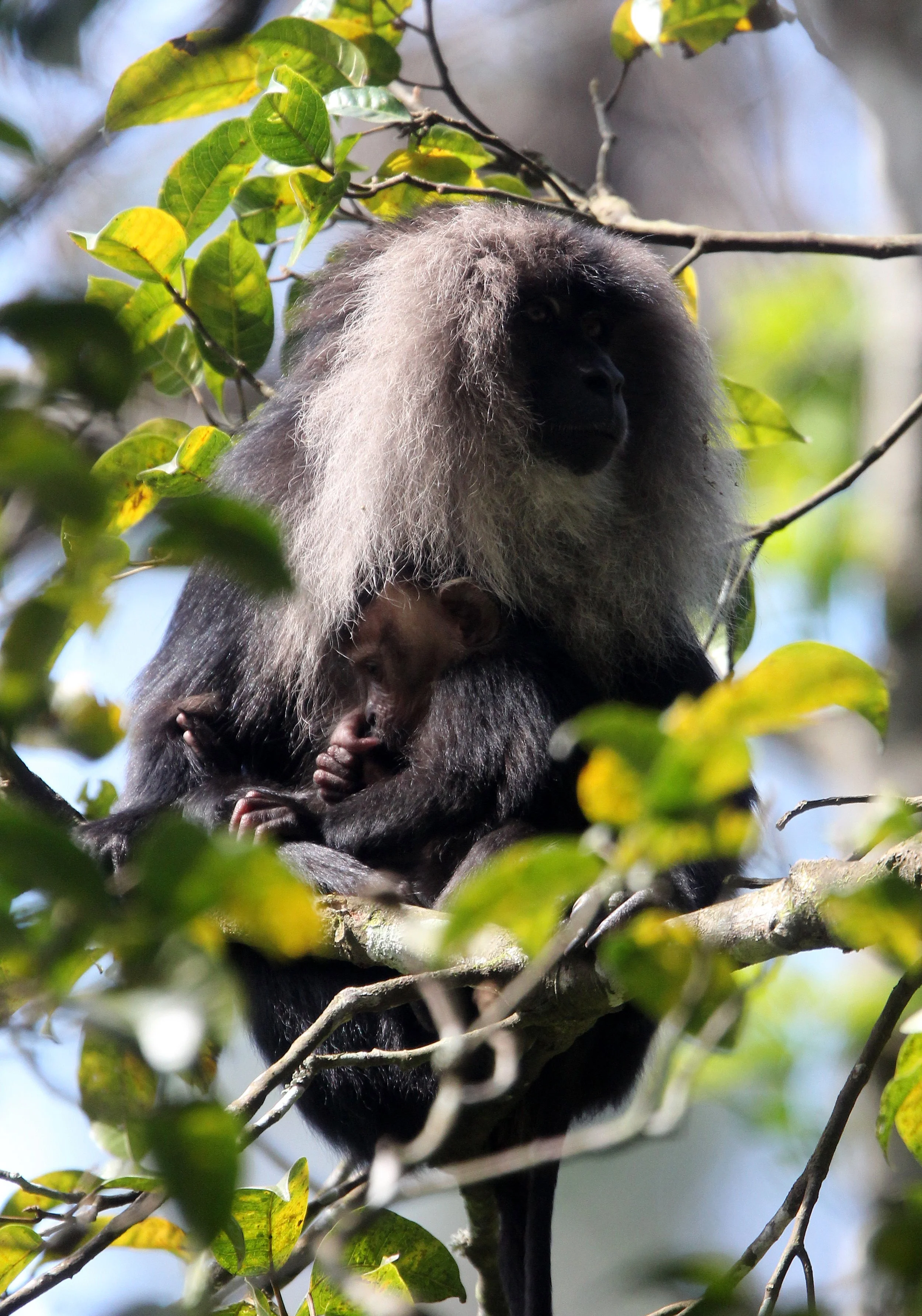 CERCOPITHECIDAE - Macaca silenus -LION-TAILED MACAQUE - VALPARAI PARK TAMIL NADU (83).JPG