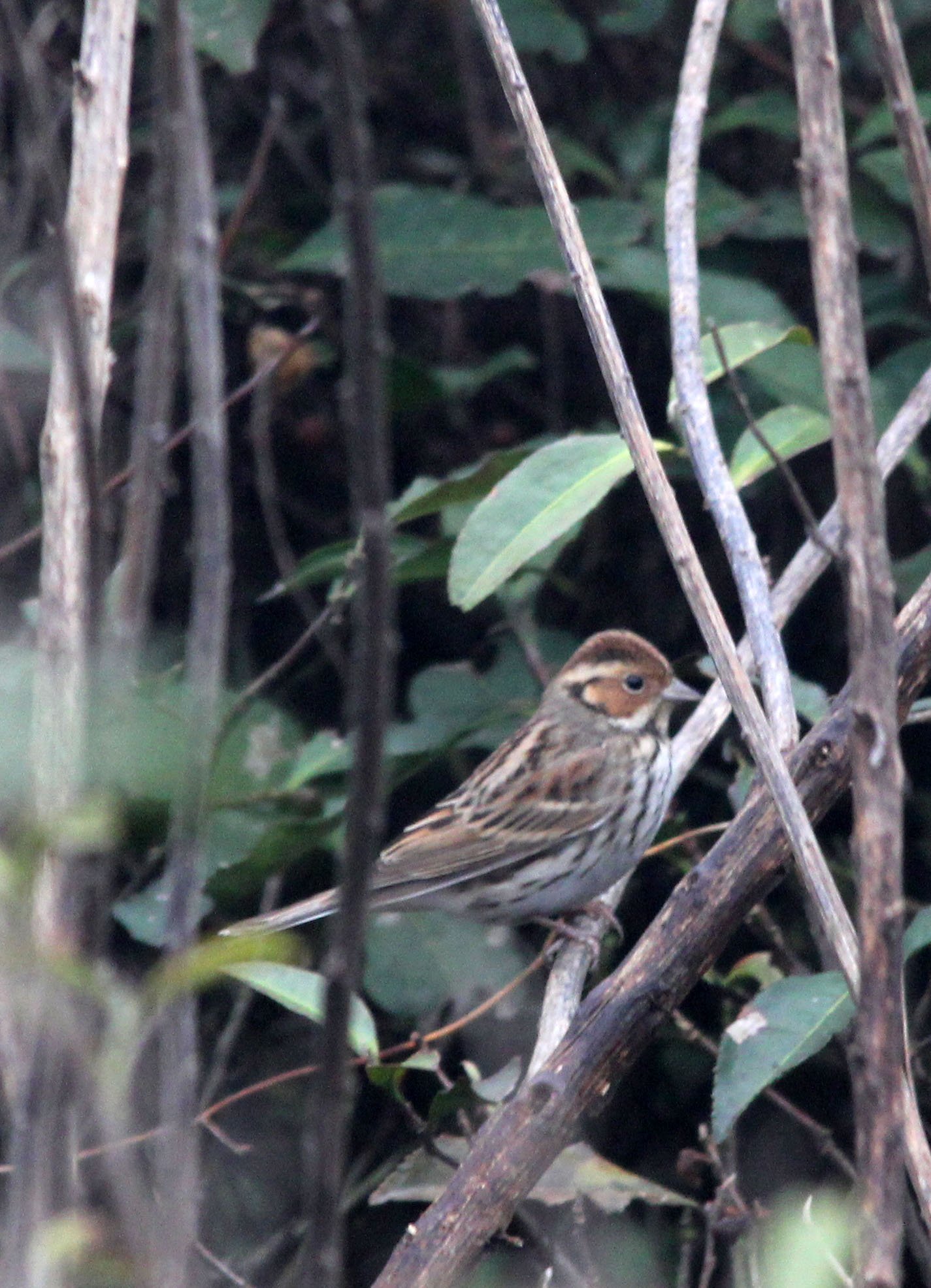Pallas's (Reed) Bunting (Emberiza pallasi) Lake Tai Jiangsu Province China (6).JPG