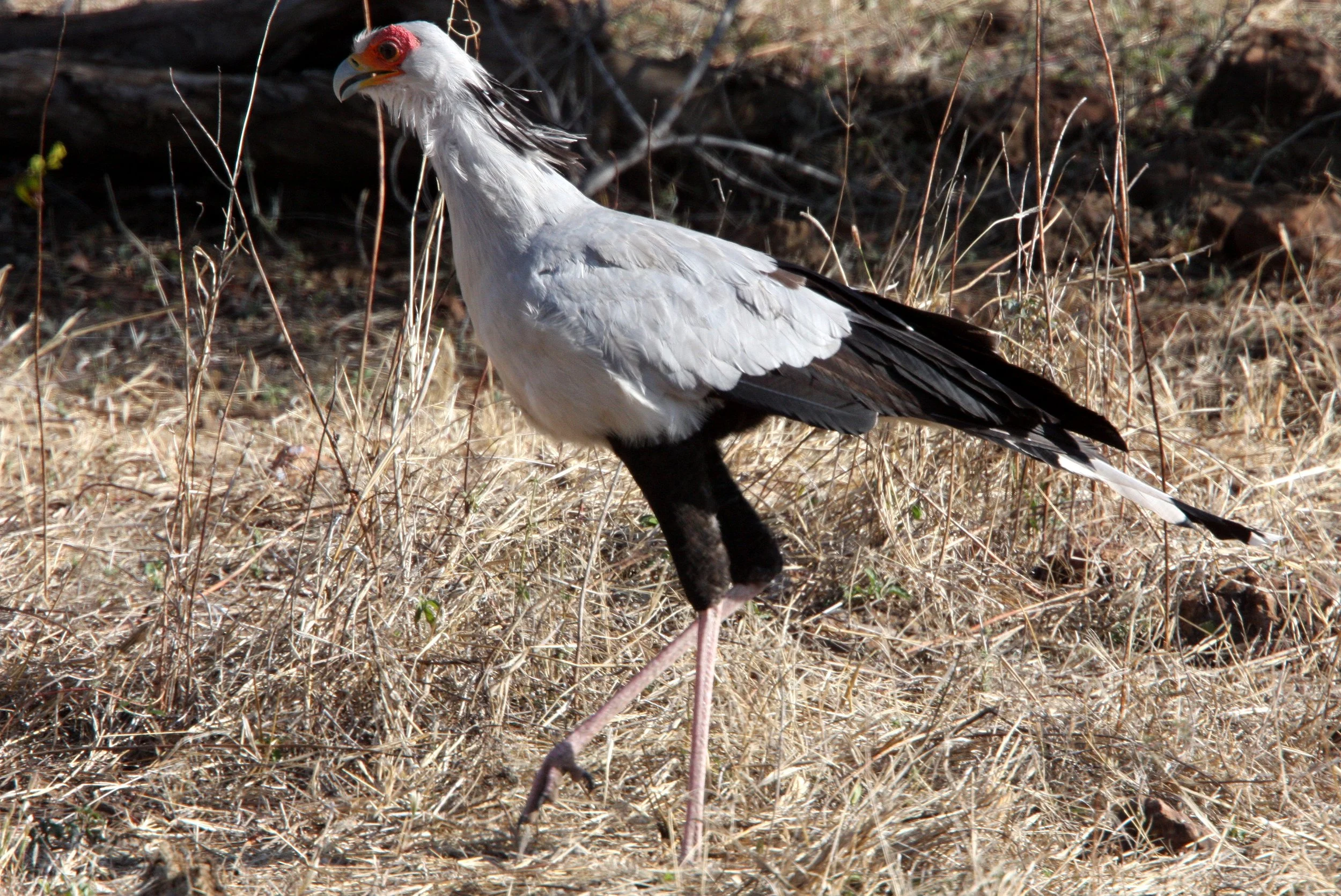 BIRD - SECRETARY BIRD - CHOBE NATIONAL PARK BOTSWANA (12).JPG