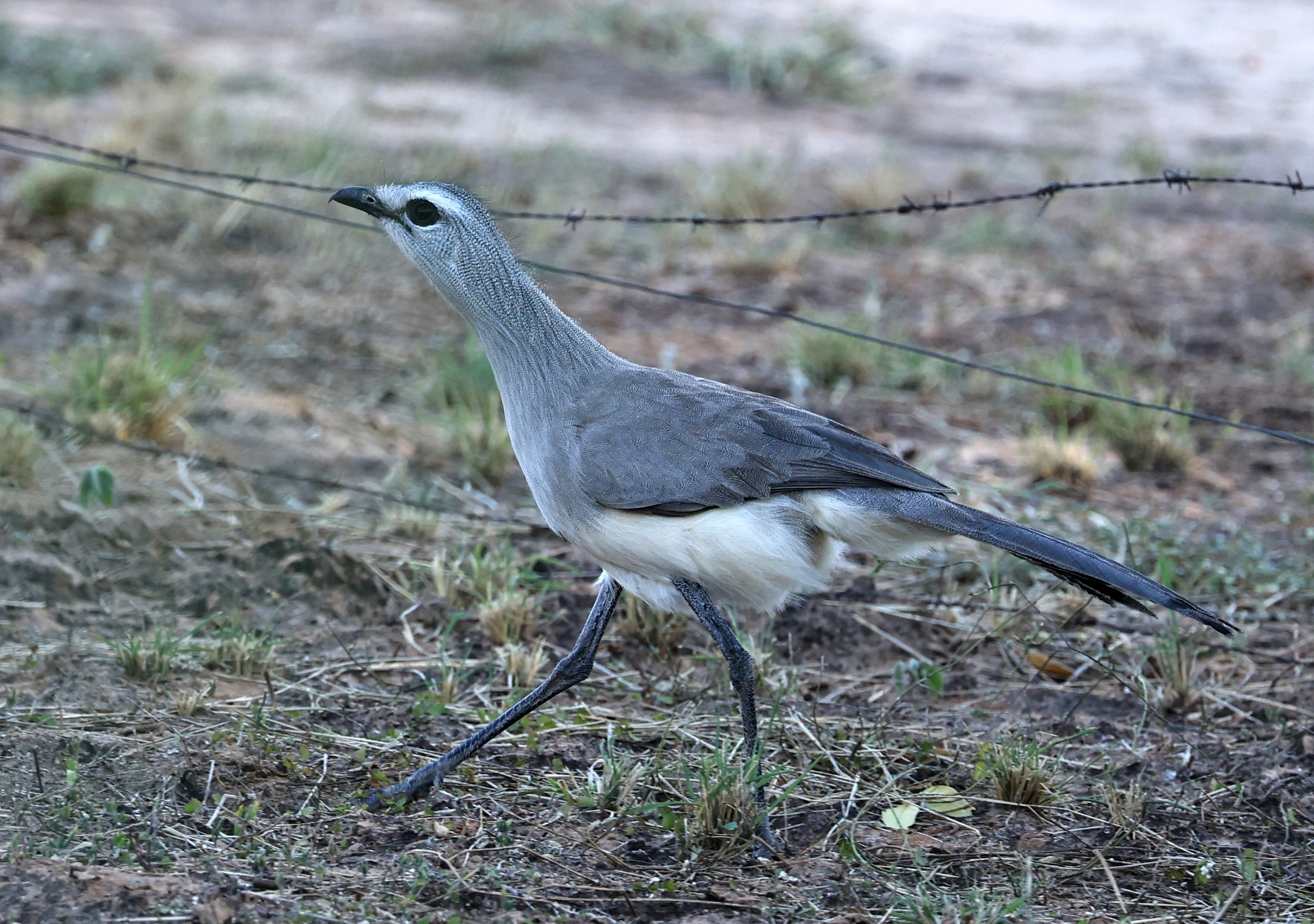 Black-legged Seriema (Chunga burmeisteri) Parque Nacional Teniente Agripino Enciso (46).jpg