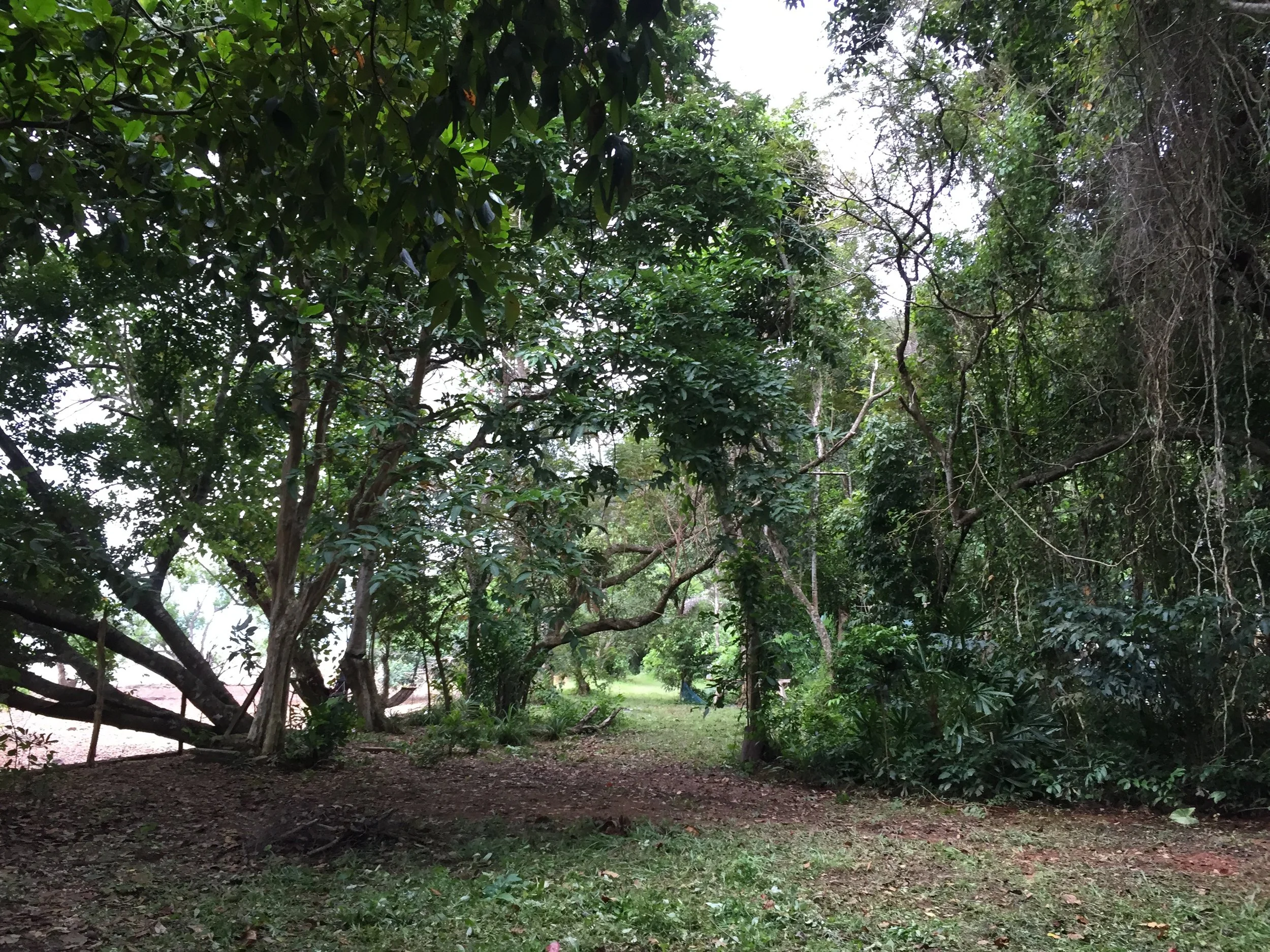 2015 Koh Lanta Garden & Nature (175).JPG