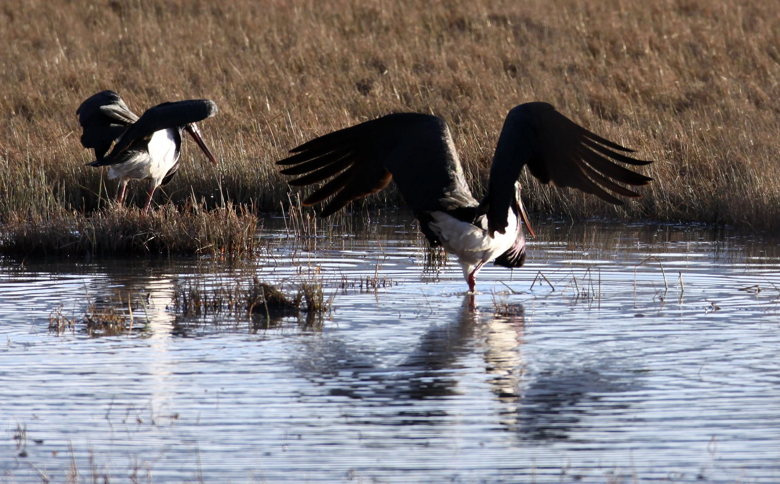 STORK - BLACK STORK - Ciconia nigra - NAPAHAI WETLANDS YUNNAN CHINA (10).JPG