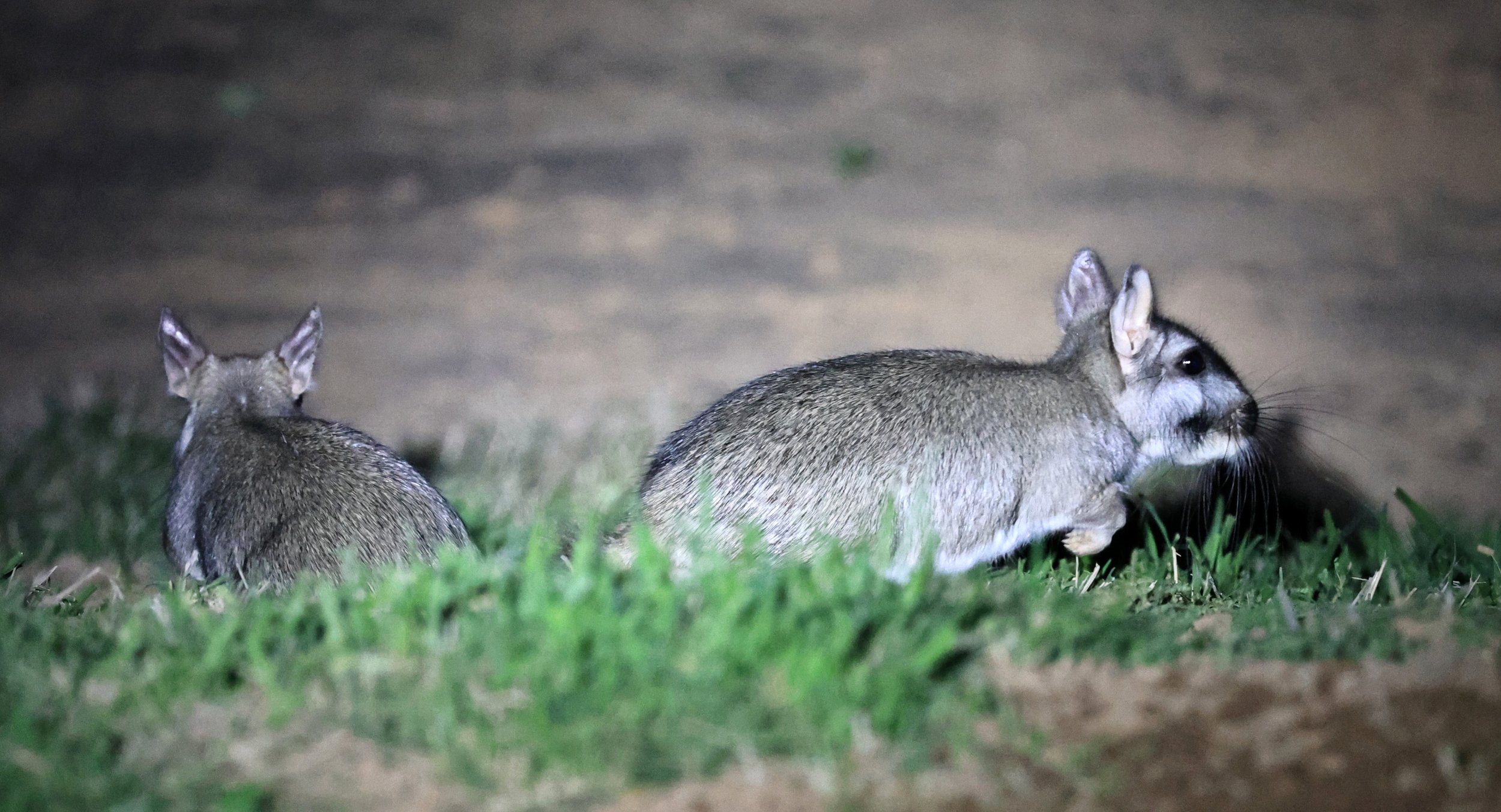 Plains Vizcacha (Lagostomus maximus) Reserva Natural Canada el Carmen, Paraguay  (51).jpg