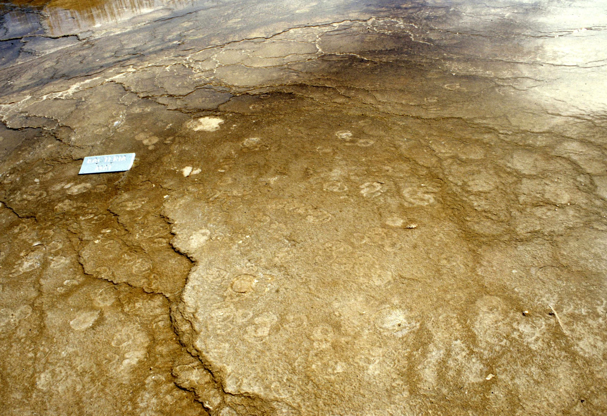 YELLOWSTONE - BACTERIAL MAT.jpg
