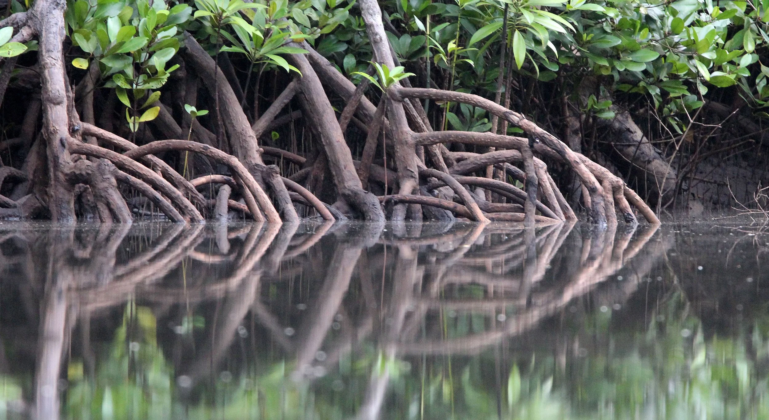 TANGKOKO NATIONAL PARK SULAWESI INDONESIA (62).JPG
