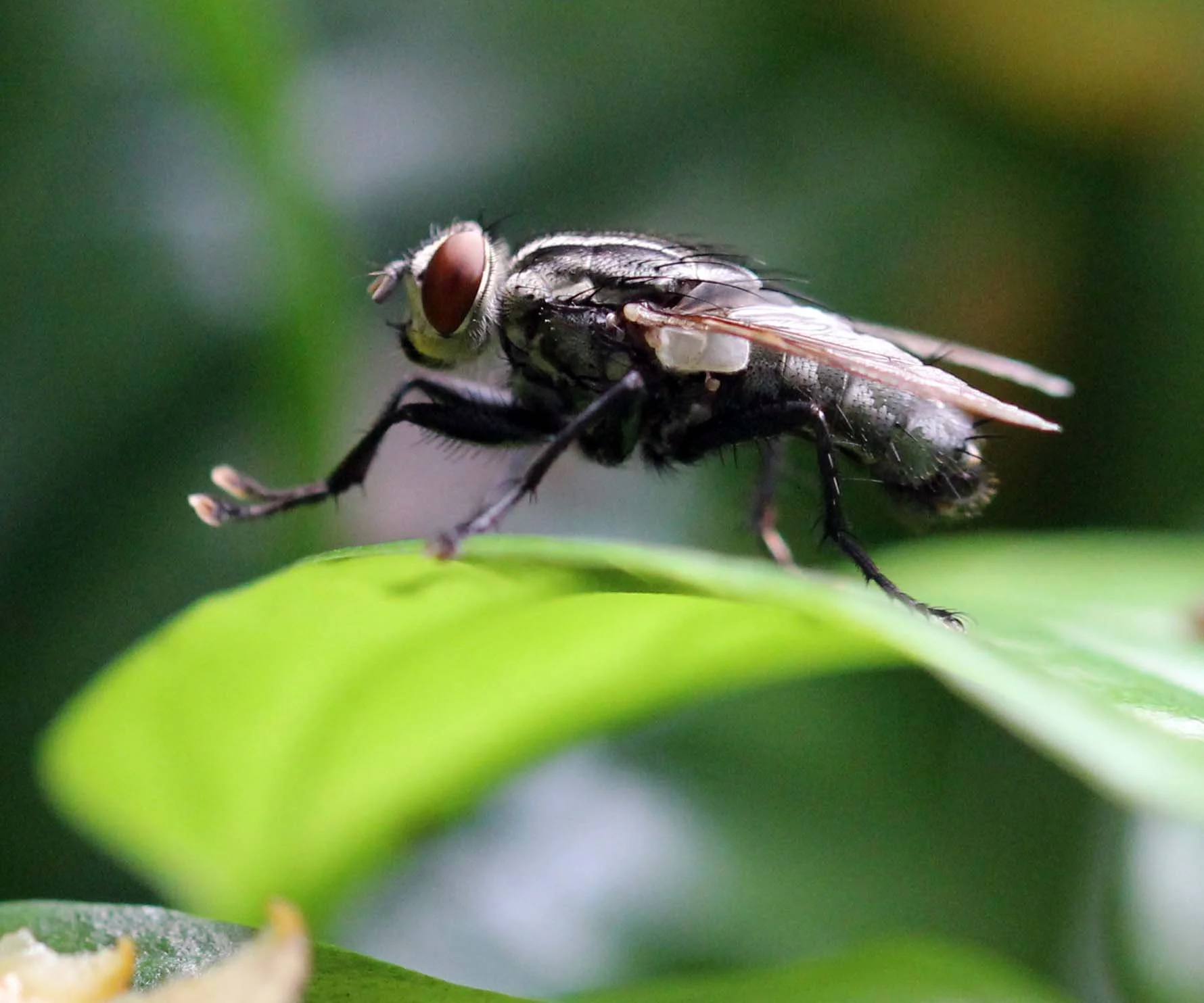 2013 in Nakhonsithammarat and some Krabi with Family (58).jpg