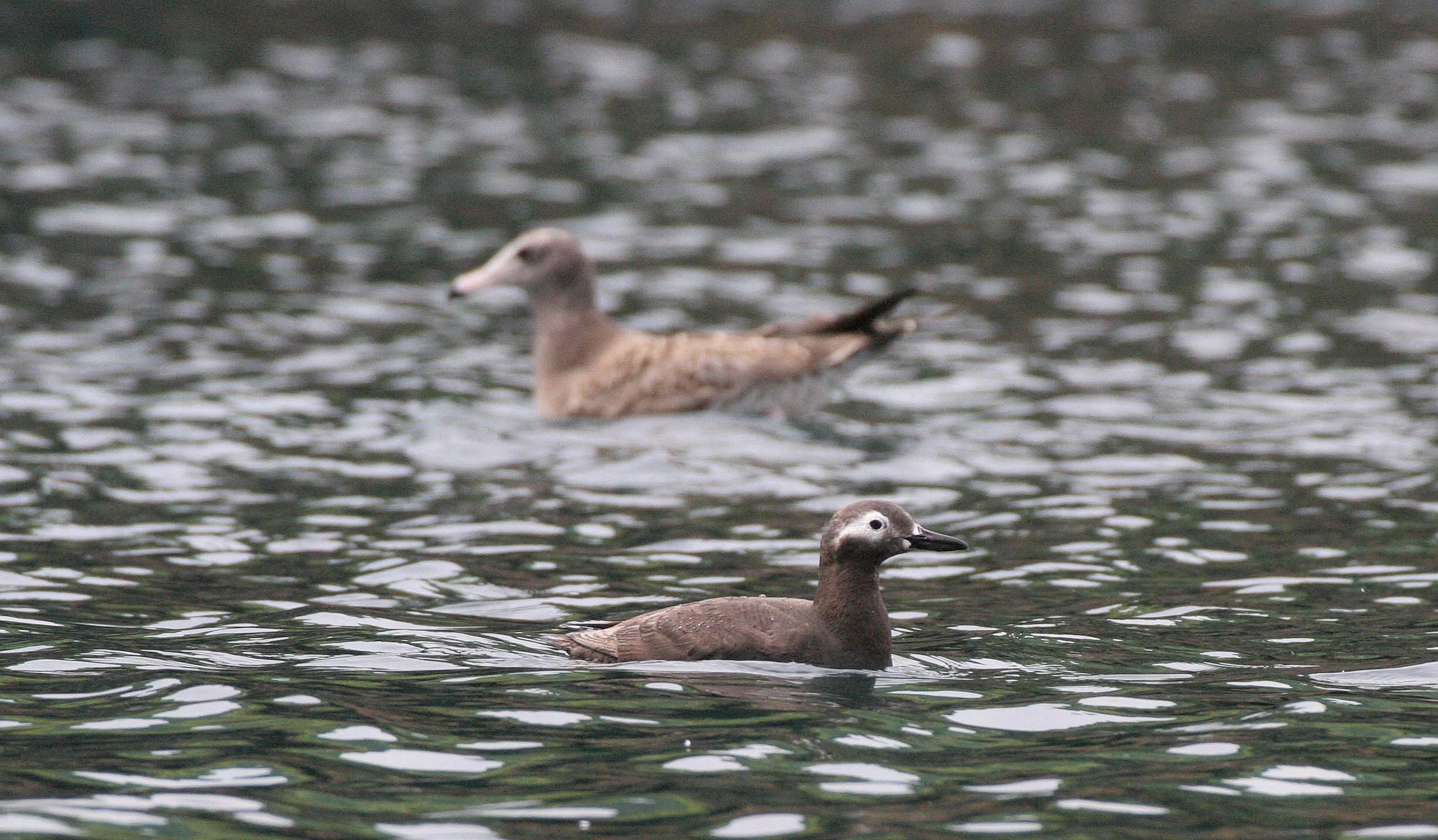 Cepphus carbo - SPECTACLED GUILLEMOT - MONERON ISLAND RUSSIA (20).jpg
