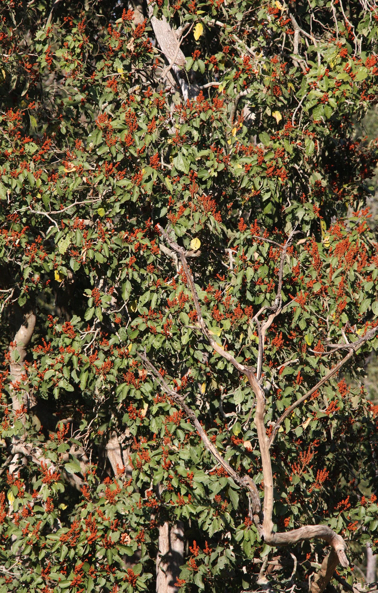 MADHYA PRADESH - KANHA NATIONAL PARK MADHYA PRADESH INDIA (47).JPG