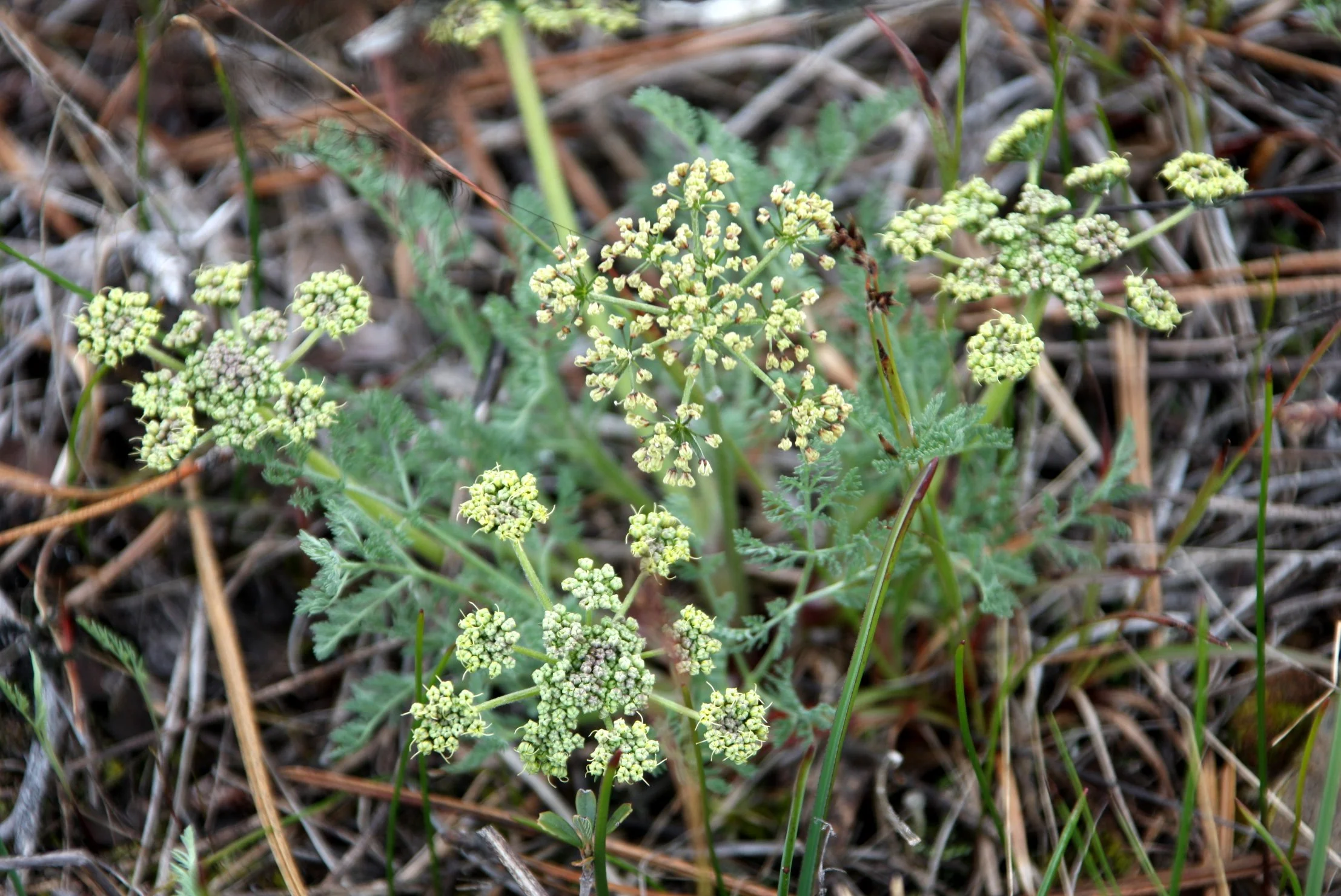 APIACEAE - LOMATIUM SPECIES - ROUGH & READY CREEK BOTANICAL WAYSIDE OREGON  (2).JPG