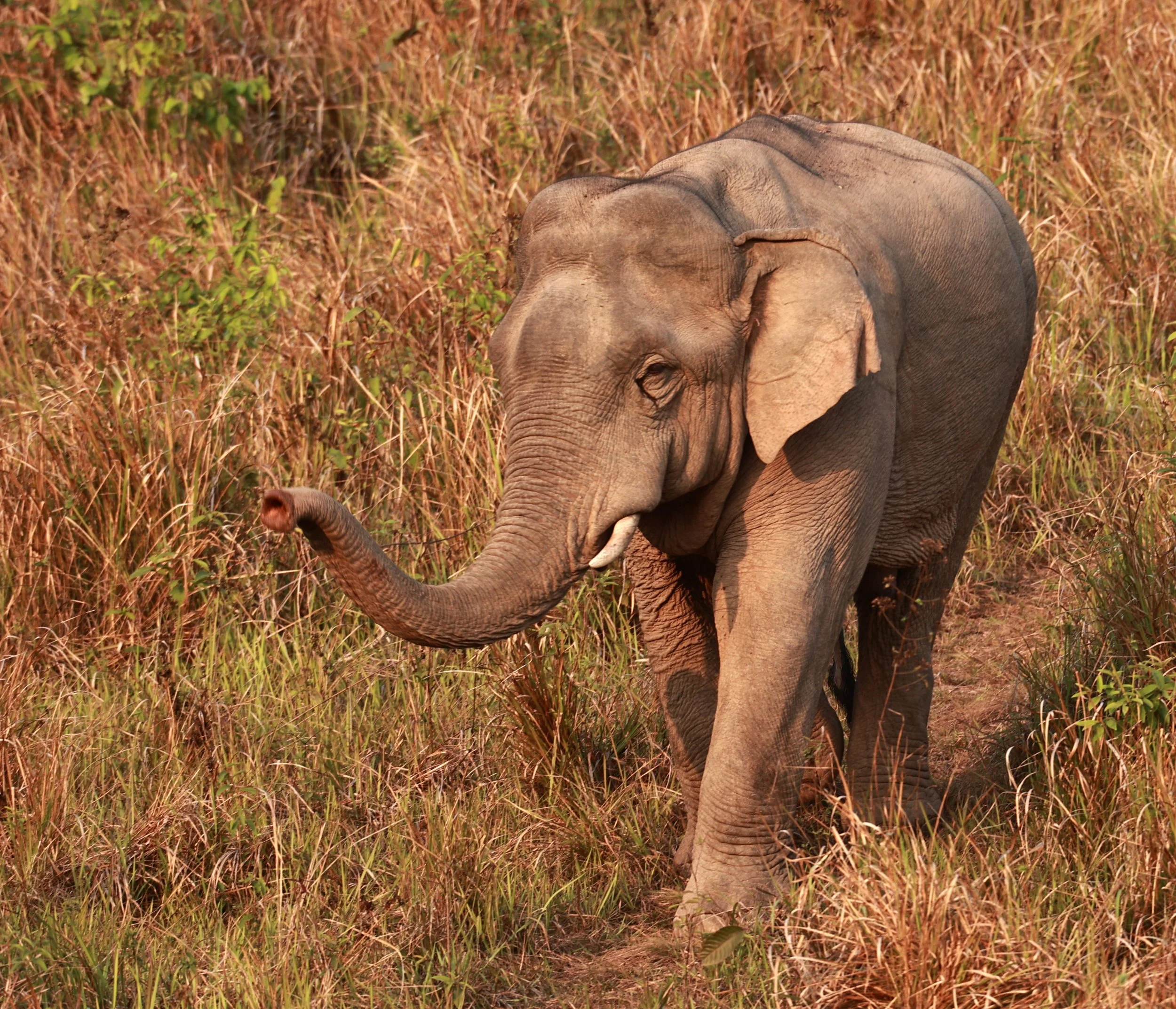 Asian Elephant (Elephas maximus) Khao Yai National Park, Thailand (41).jpg