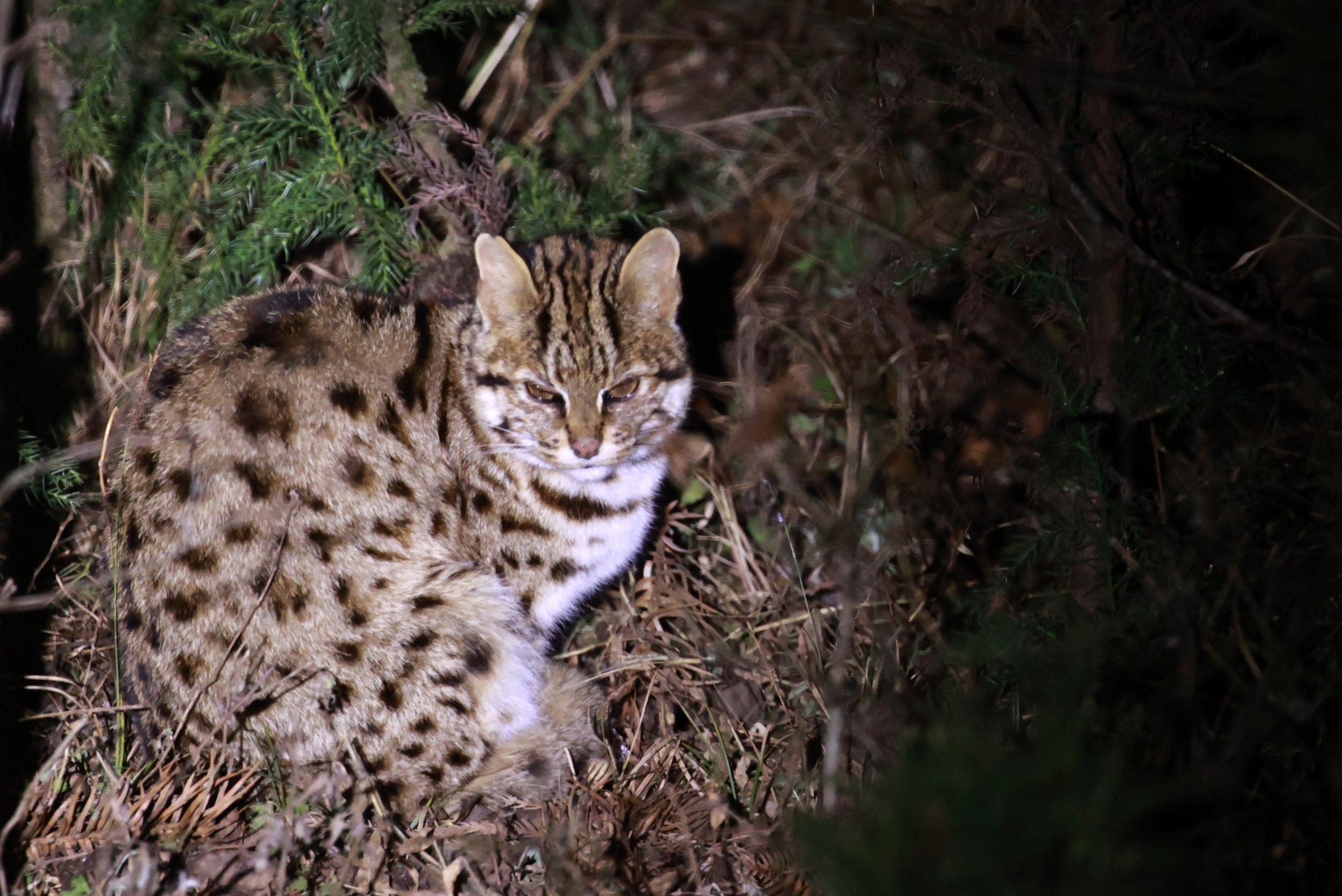 Mainland Leopard Cat (Prionailurus bengalensis) Tangjiahe National Nature Reserve, Sichuan China (17).jpg